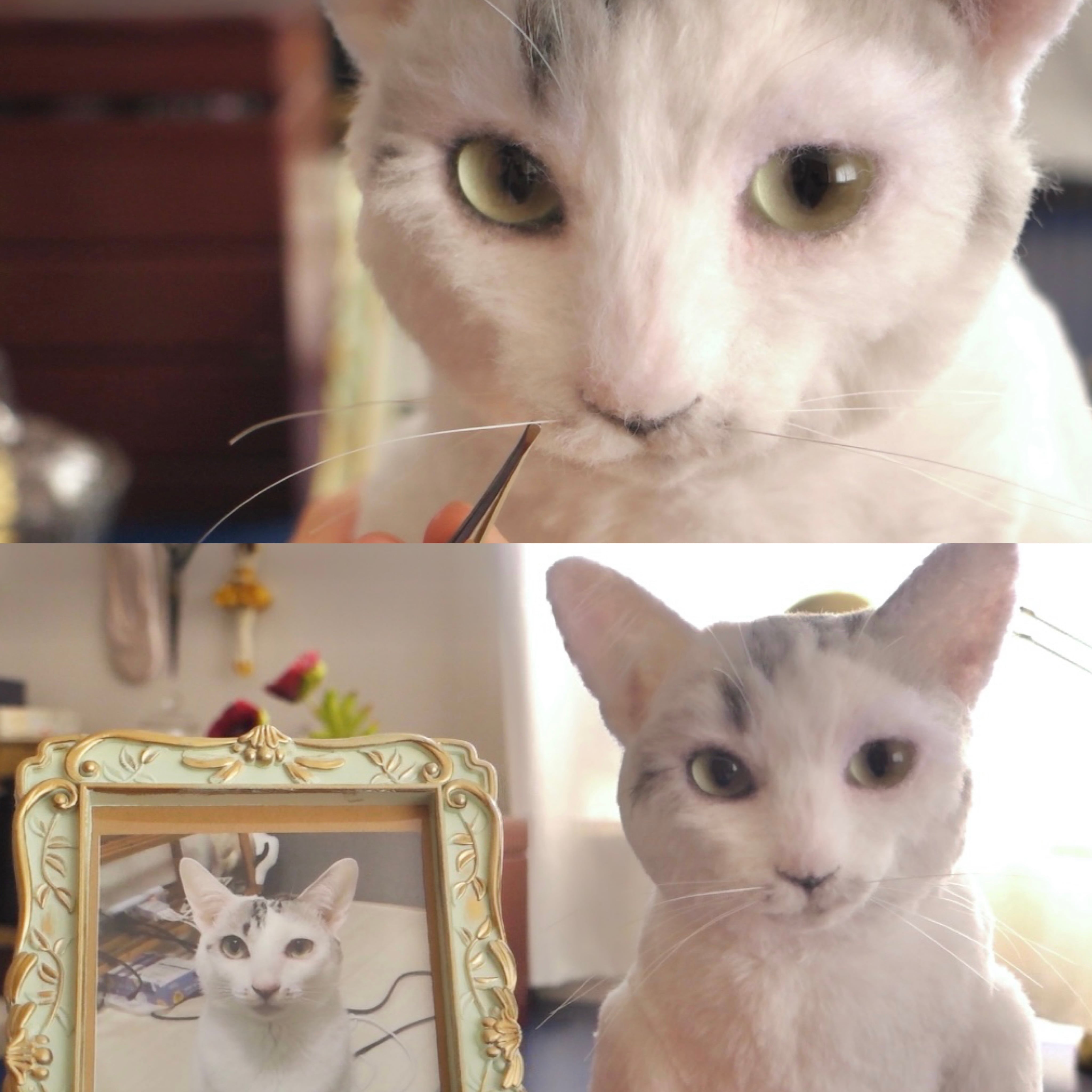 愛猫ちゃんのオーダーメイドぬいぐるみ Aプラン 【只今のお届けまでの