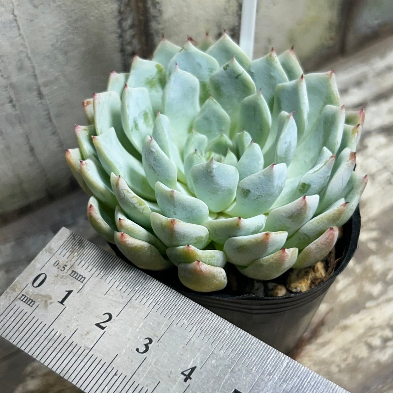 ホワイトザラゴーサ | RuPo 多肉植物専門店