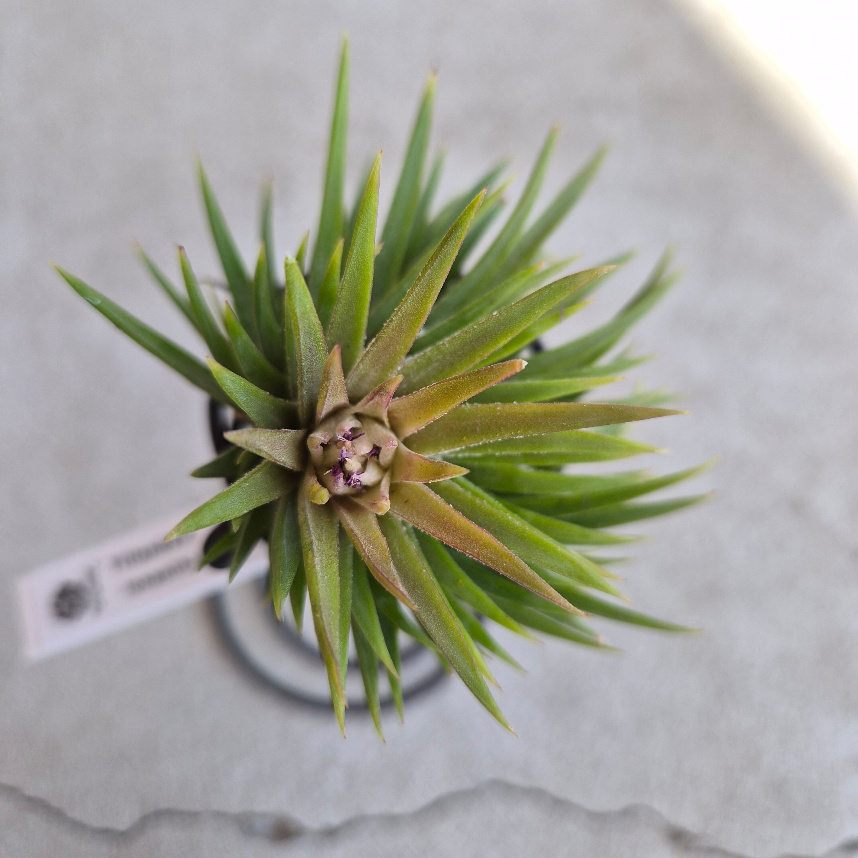 Tillandsia ionantha 'Huamelula' チランジア・イオナンタ・ウアメルラ
