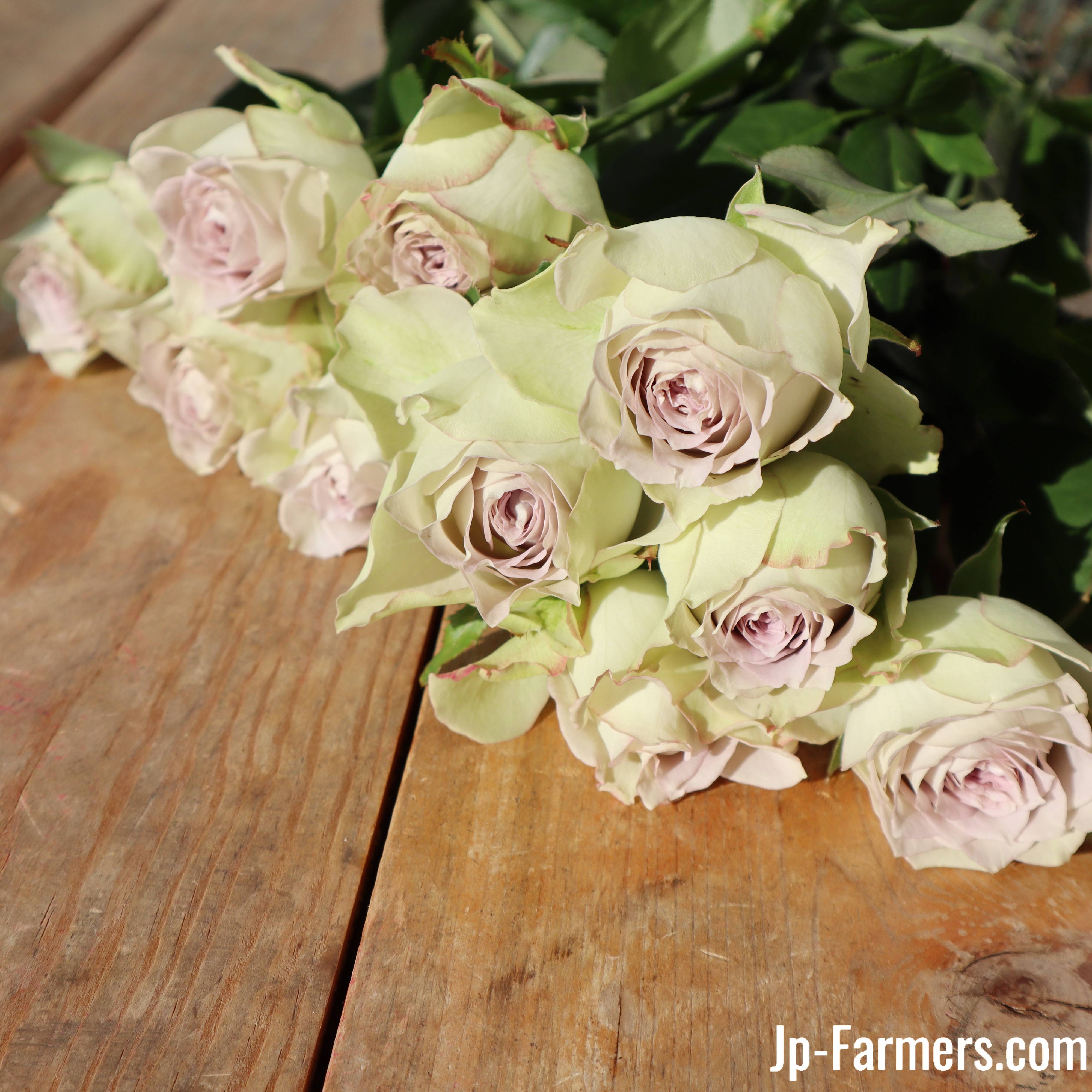 プライズ品　バラ売り ウィリアムシェイクスピア William Shakespeare ｜ ピーキャットローズ