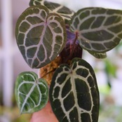 【正規】Anthurium 'Michelle' by DOC BLOCK⑫ / アンスリウム・ミシェル│観葉植物