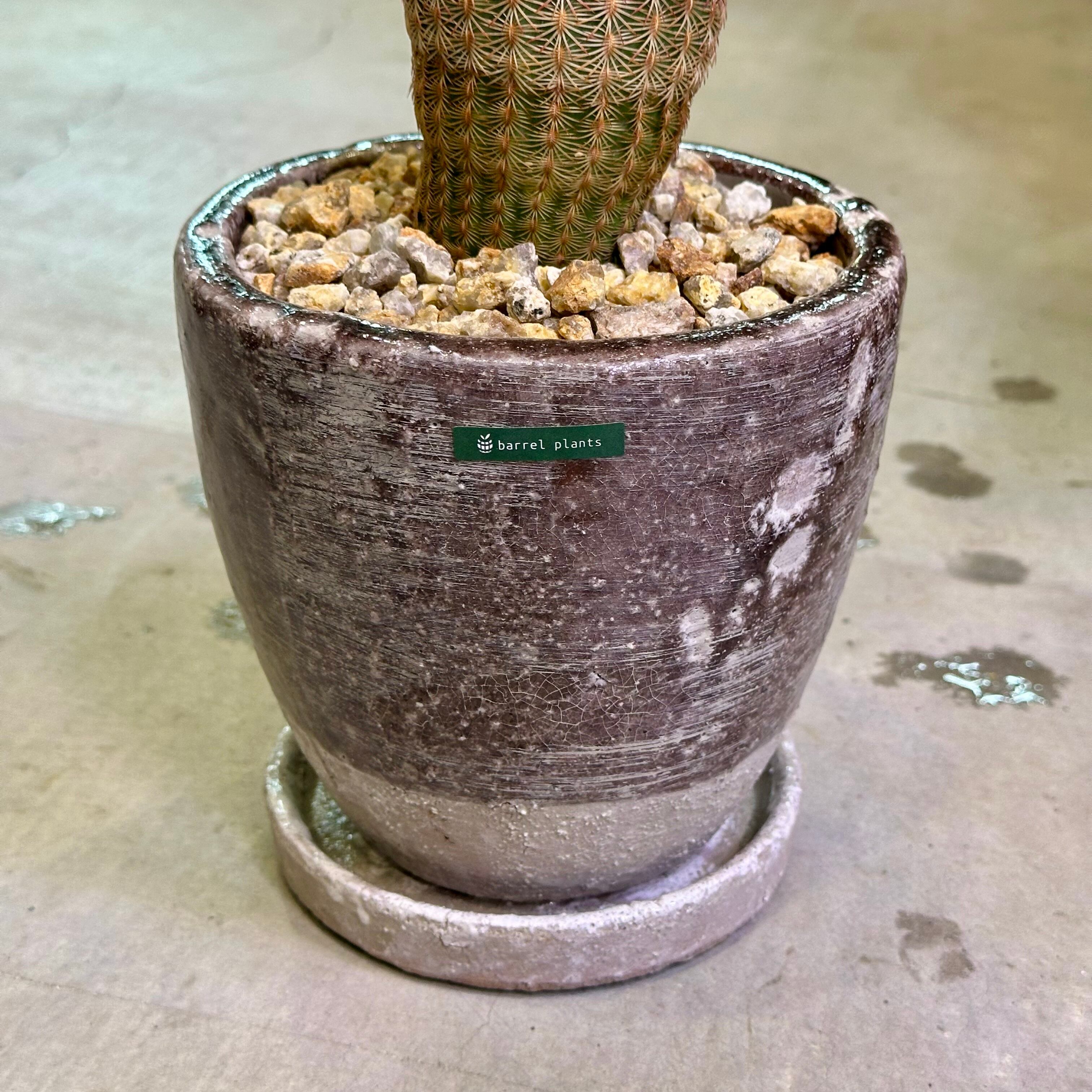 サボテン エキノセレウスサボテン・紫太陽 | barrelplants_BONSAI