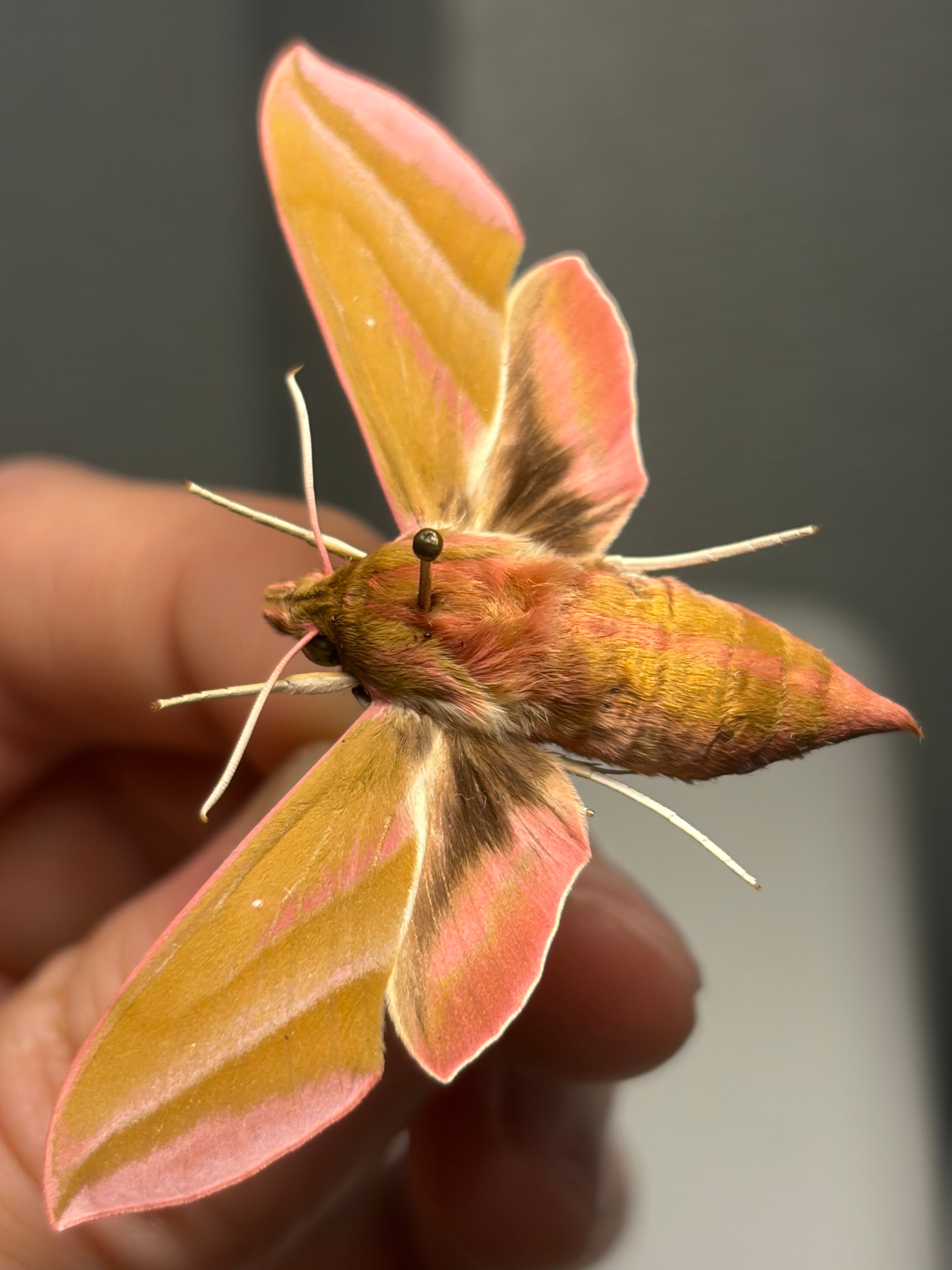 欧州のゼブラ柄ピンクスズメガ　ペア　昆虫　標本 蛾 極美】ベニスズメ 標本 蛾標本 Deilephila elpenor | オモニキチュウ