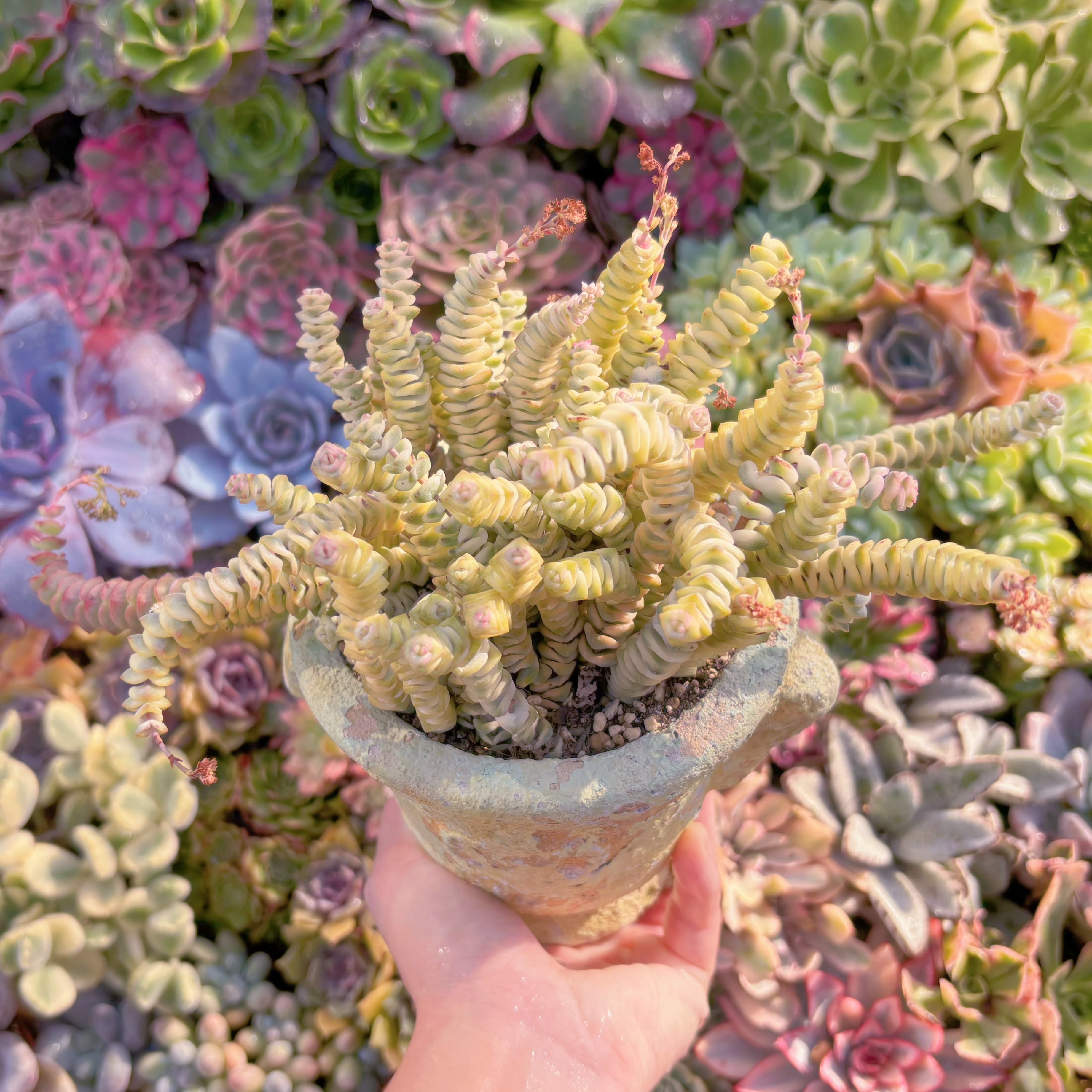 現品　ファンタジー錦#A079　約35頭　るる農園