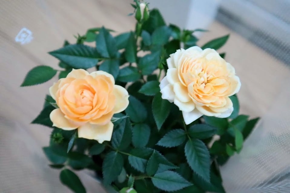 花苗 ミニバラ 『モカフェローズ』 3.5号硬質ポット 薔薇