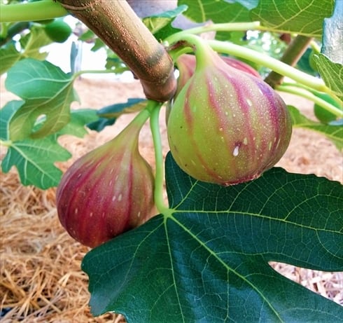 自家製・手作り】 「陽ちゃんのいちじく」ジャムとドライ詰め合わせ