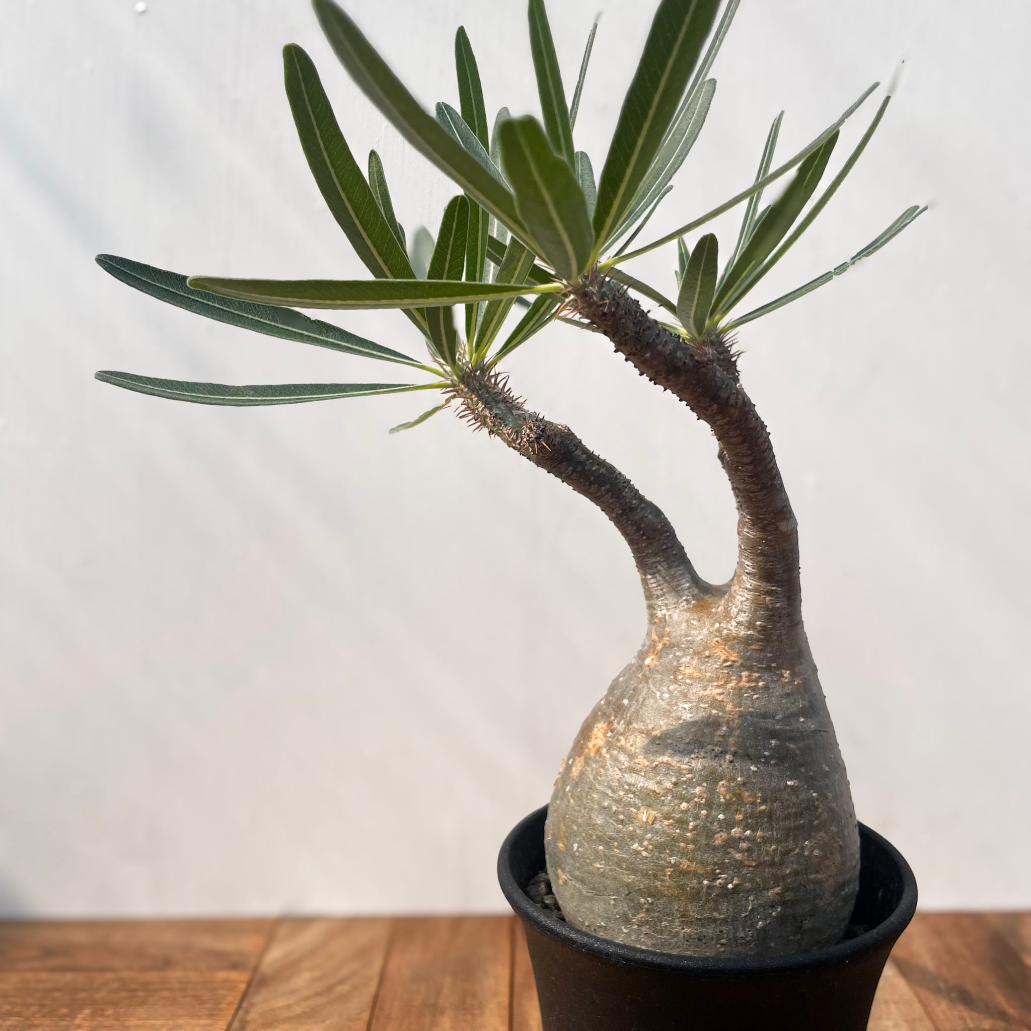 ユーフォルビア ラノヒラ ラノイラ 良型 現地球 発根済み ☆塊根植物・多肉植物☆860☆ ユーフォルビア ラノヒラ Euphorbia sp