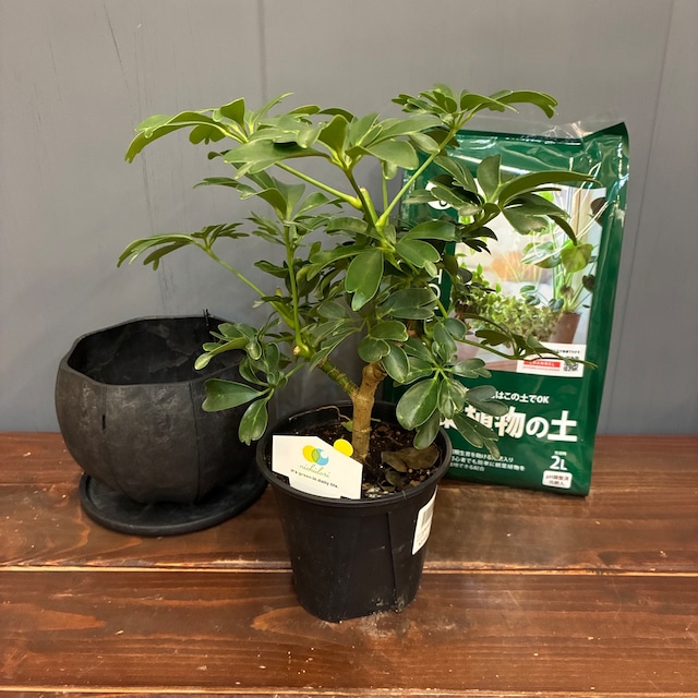 【秋の植え替えフェア対象】【セット】シェフレラ　レナータ