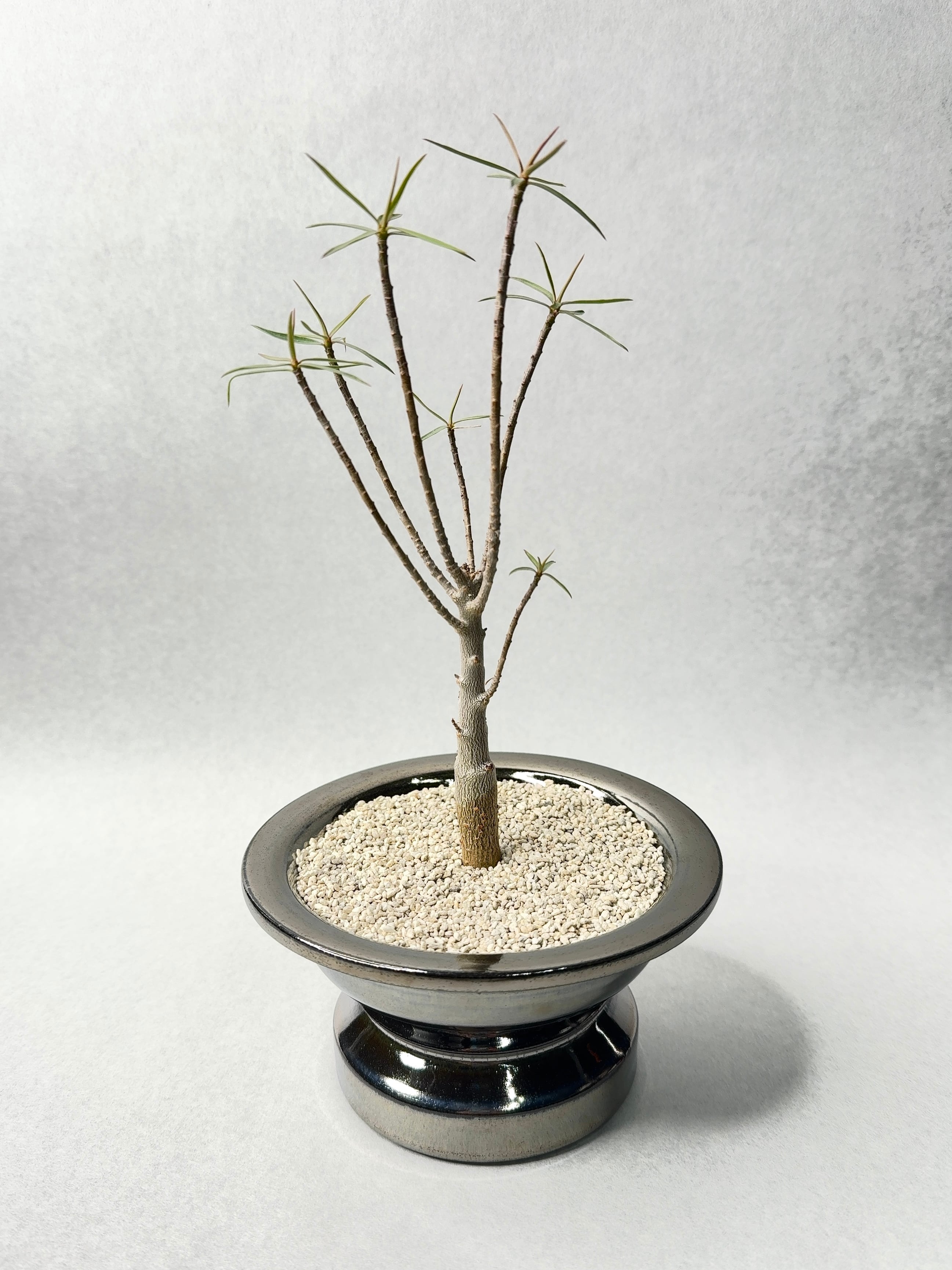 ユーフォルビア・バルサミフェラ | trigger