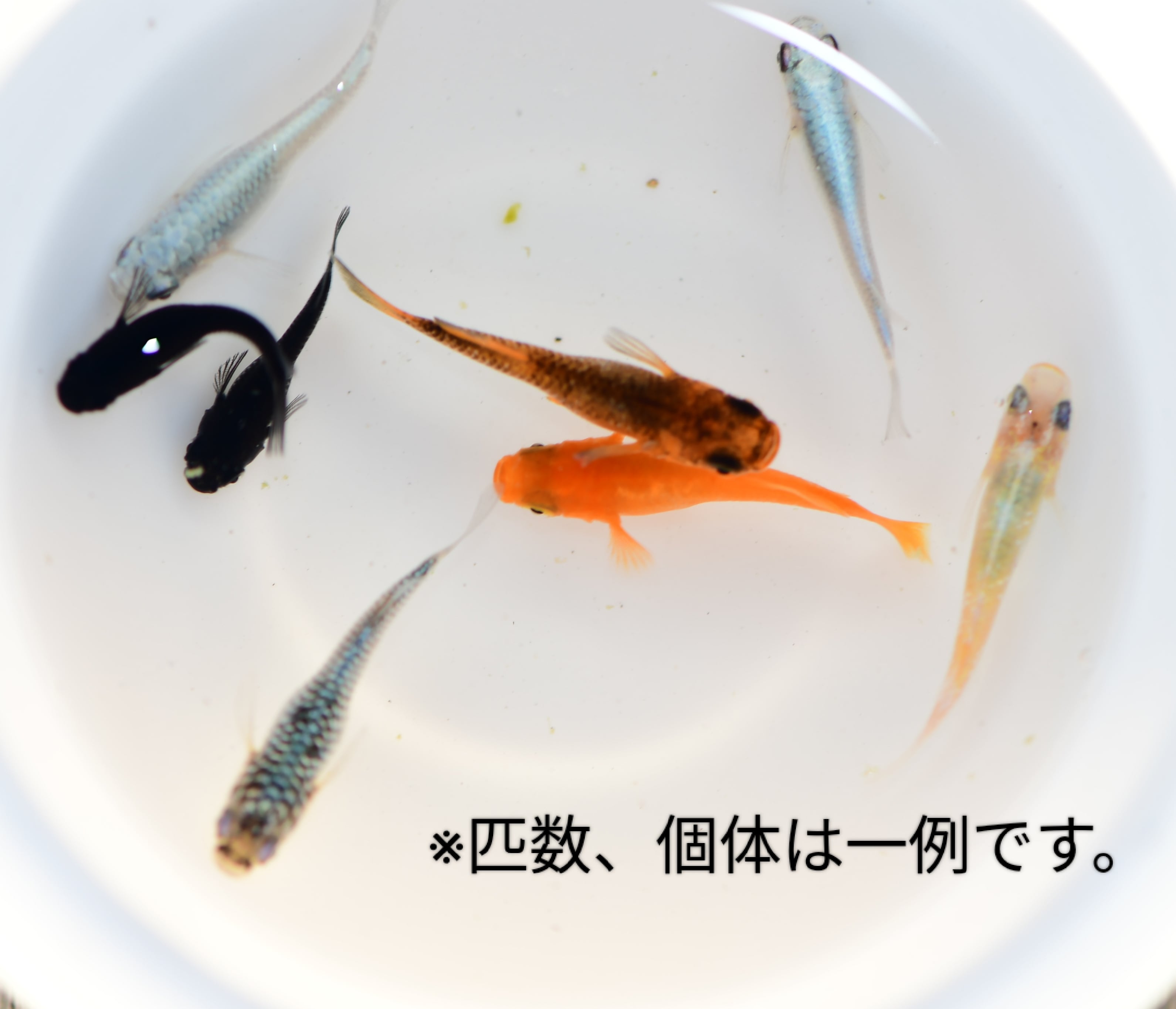 送料無料】上物MIXメダカ 15匹＋α | 改良メダカ専門店 NAGOYA MEDAKA
