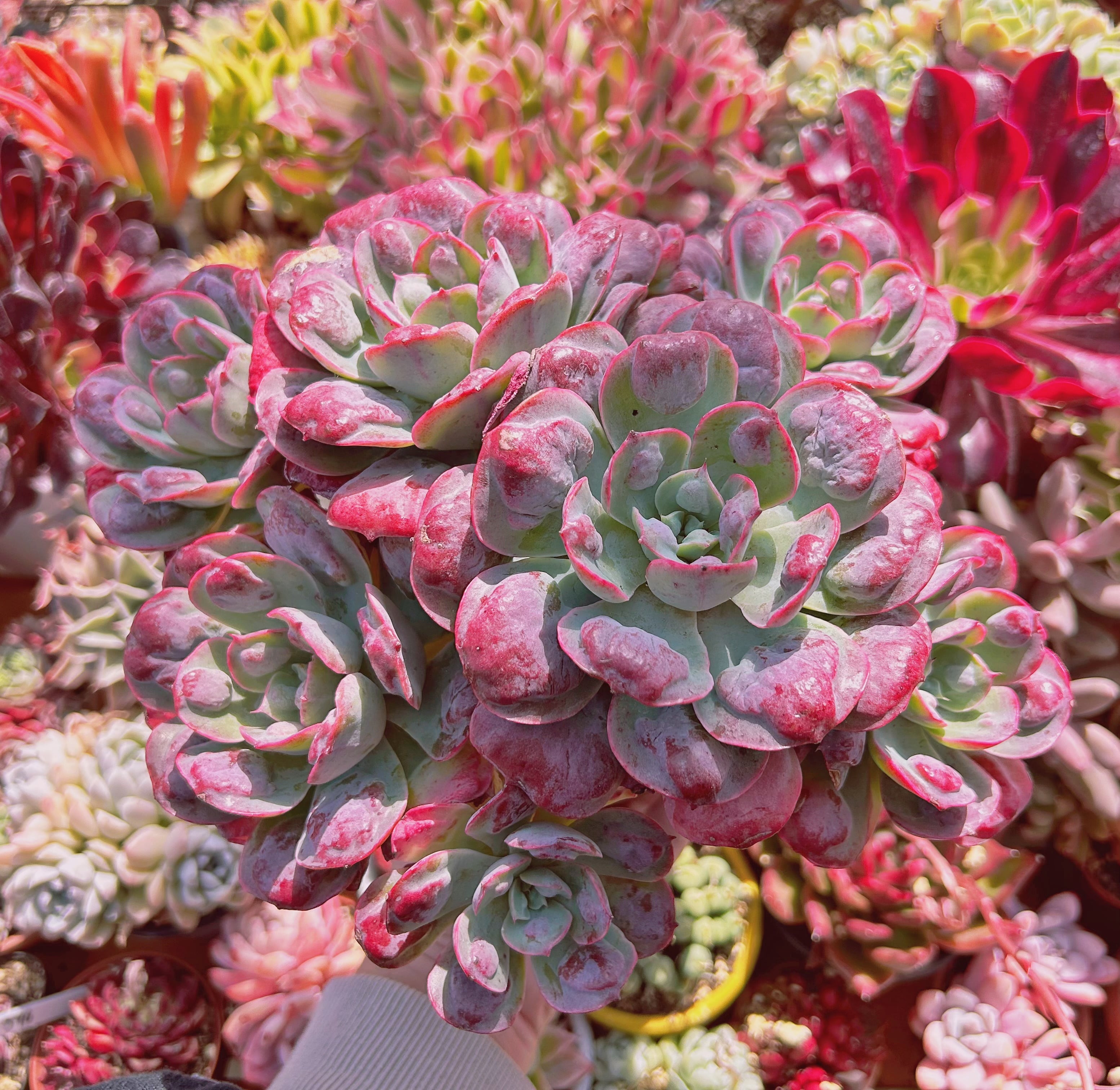 ネオレゲリア　カルカロドンレインボー大株 900現物 多肉植物 レインドロップ 特特大 | るる農園~多肉植物専門