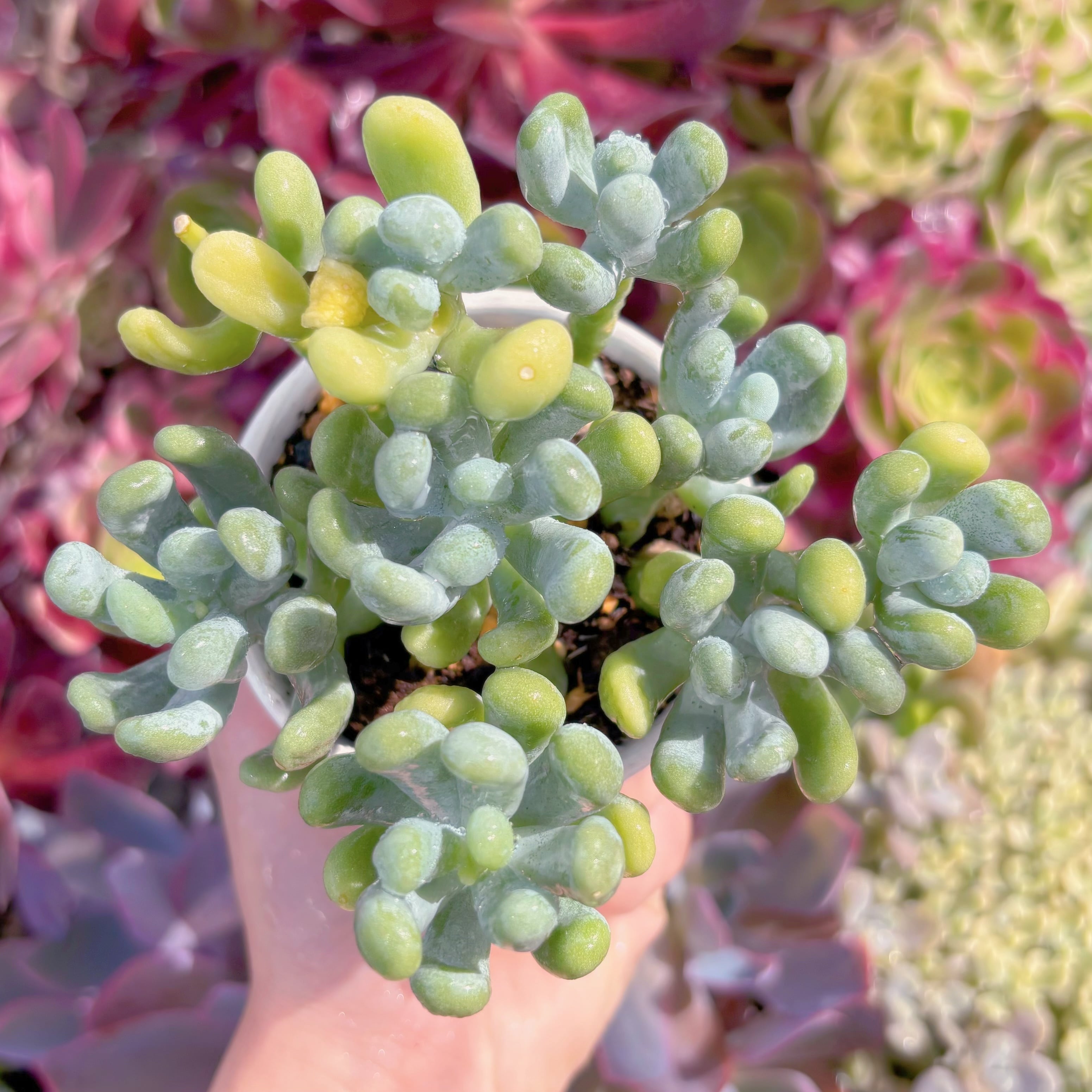 現品　バナナ美人#C41　群生　るる農園