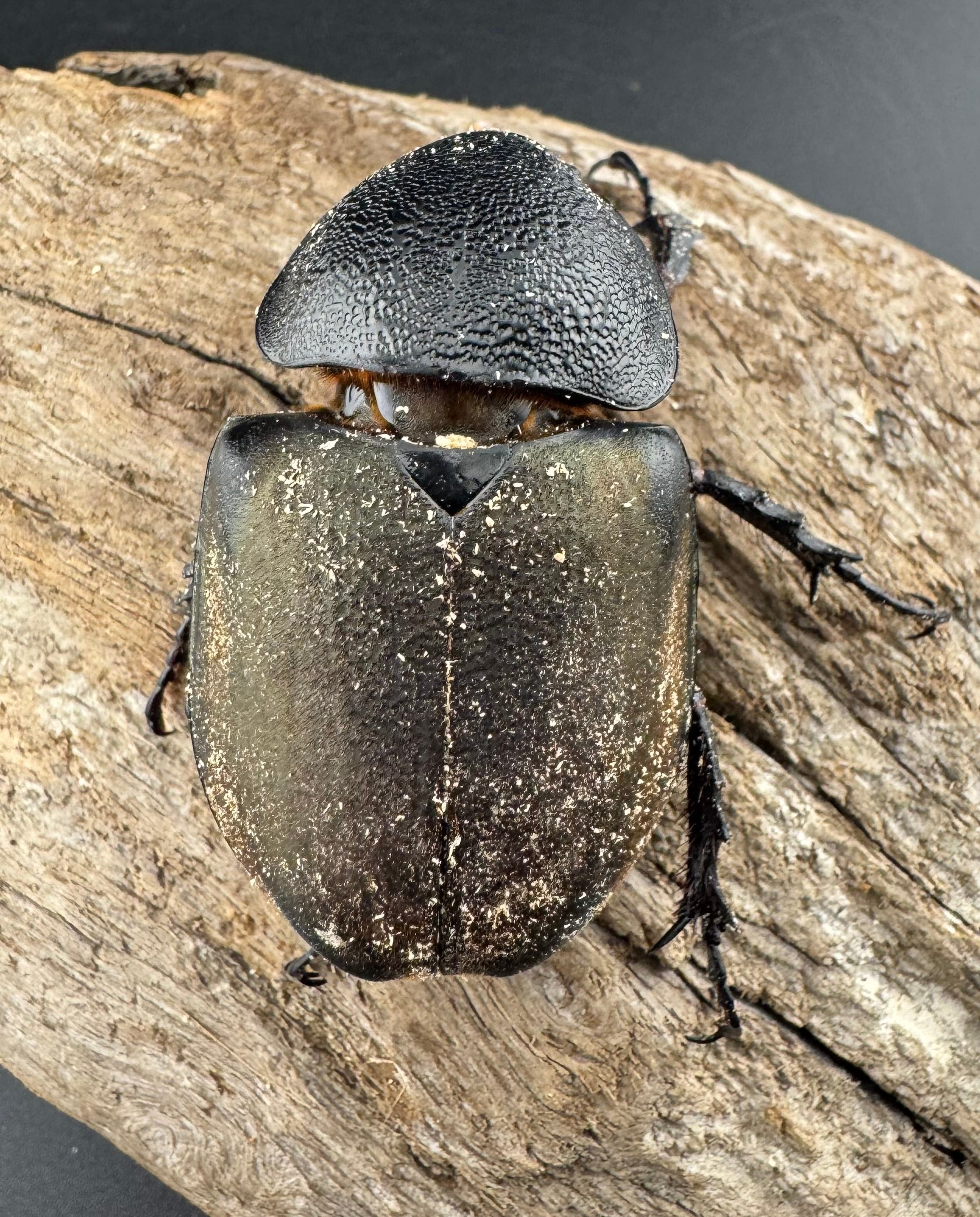 WD】《タイリクコーカサスオオカブト ラオス産 94mm ペア