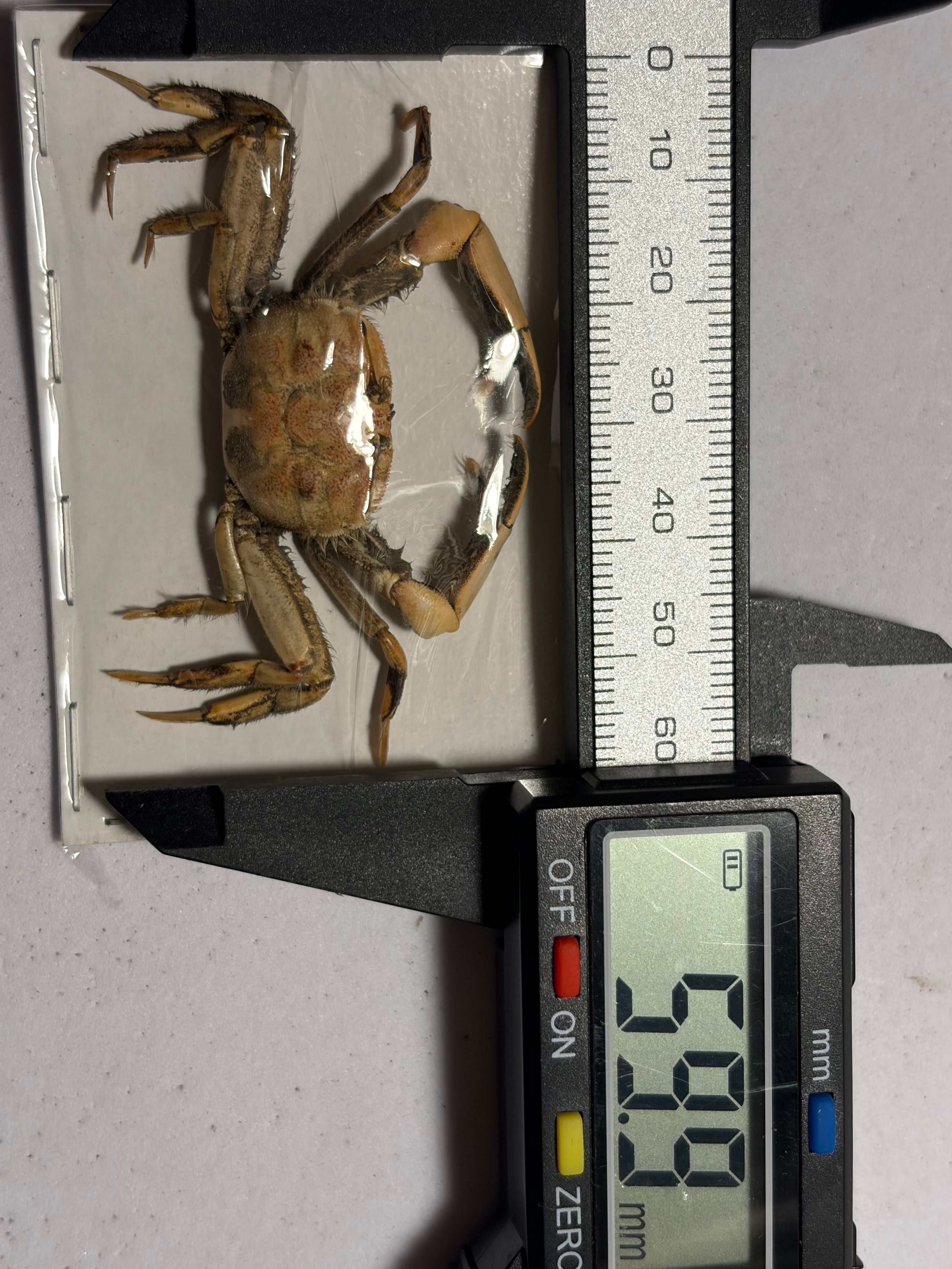 蟹標本】一般的なカニの標本 ガニ 甲殻類 シャコ エビ モンハナシャコ