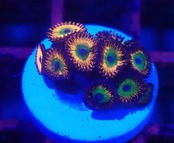 Zoanthus CandyApple 2