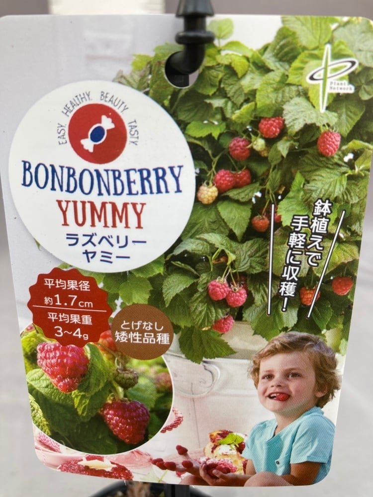 姫りんご アルプス乙女 4号ロング | 日本ライン花木センター