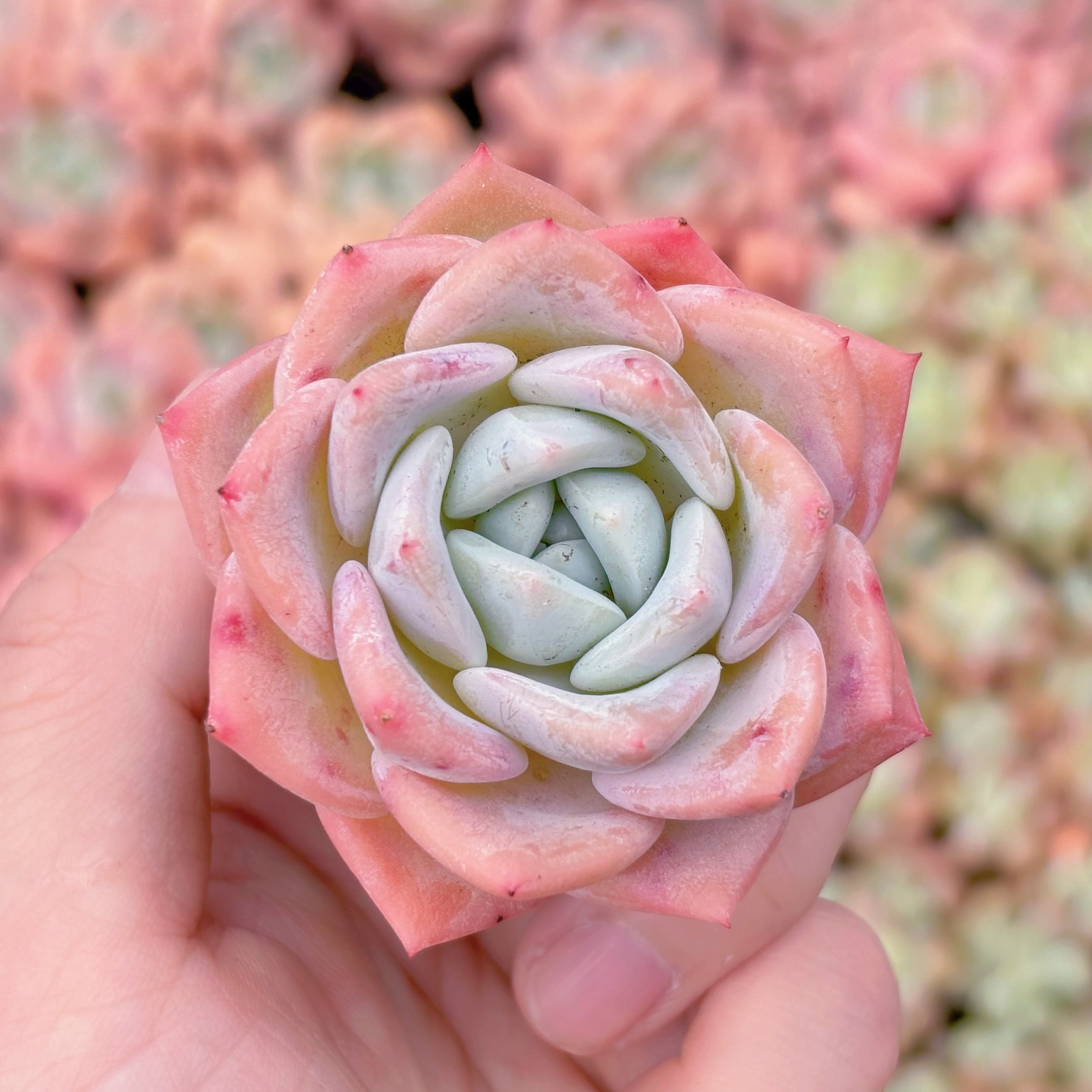 多肉植物　スターフルーツ　新入荷　るる農園