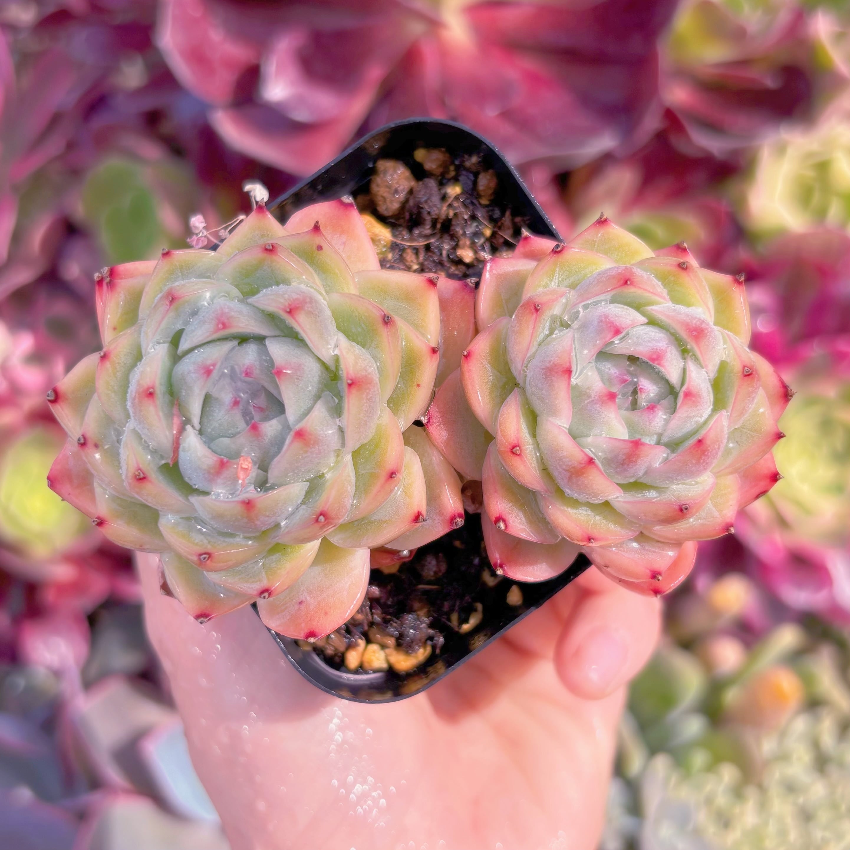 現品　孤星#F202   るる農園