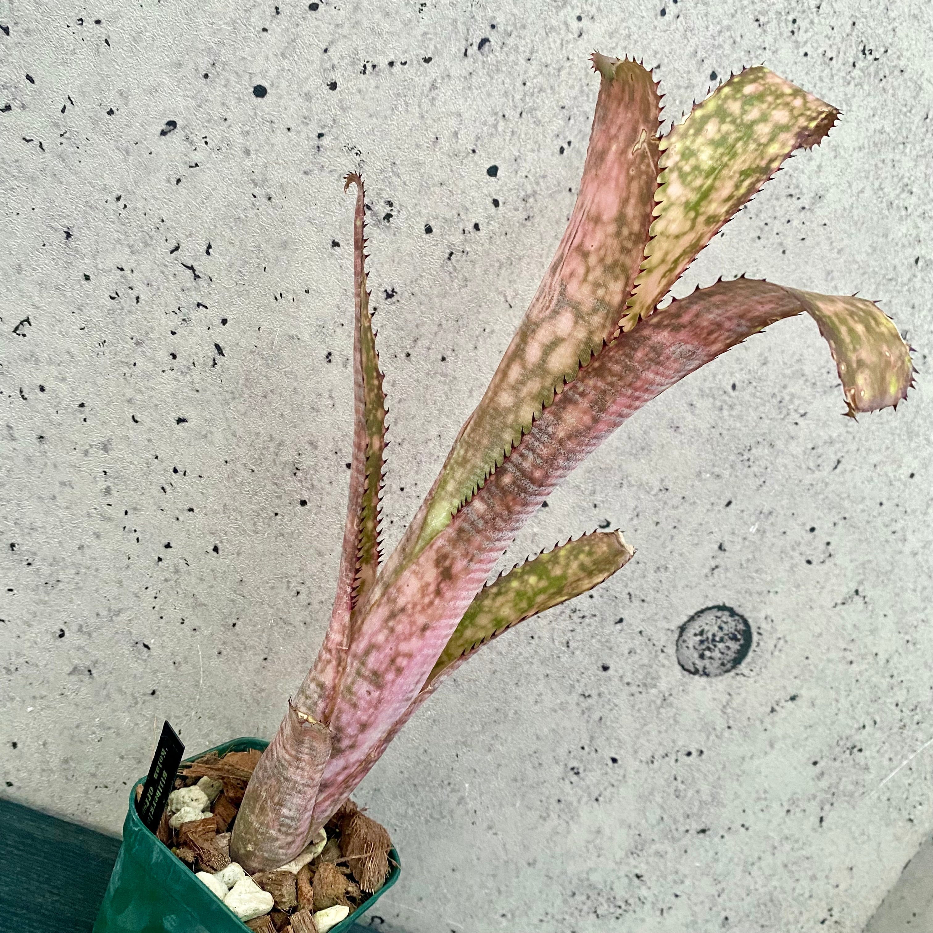 Planet Plants プラネットプランツ