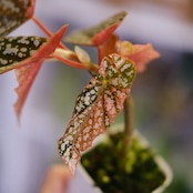 Begonia Snow Capped Variegata|ベゴニア スノーキャップド 斑入り②|観葉植物