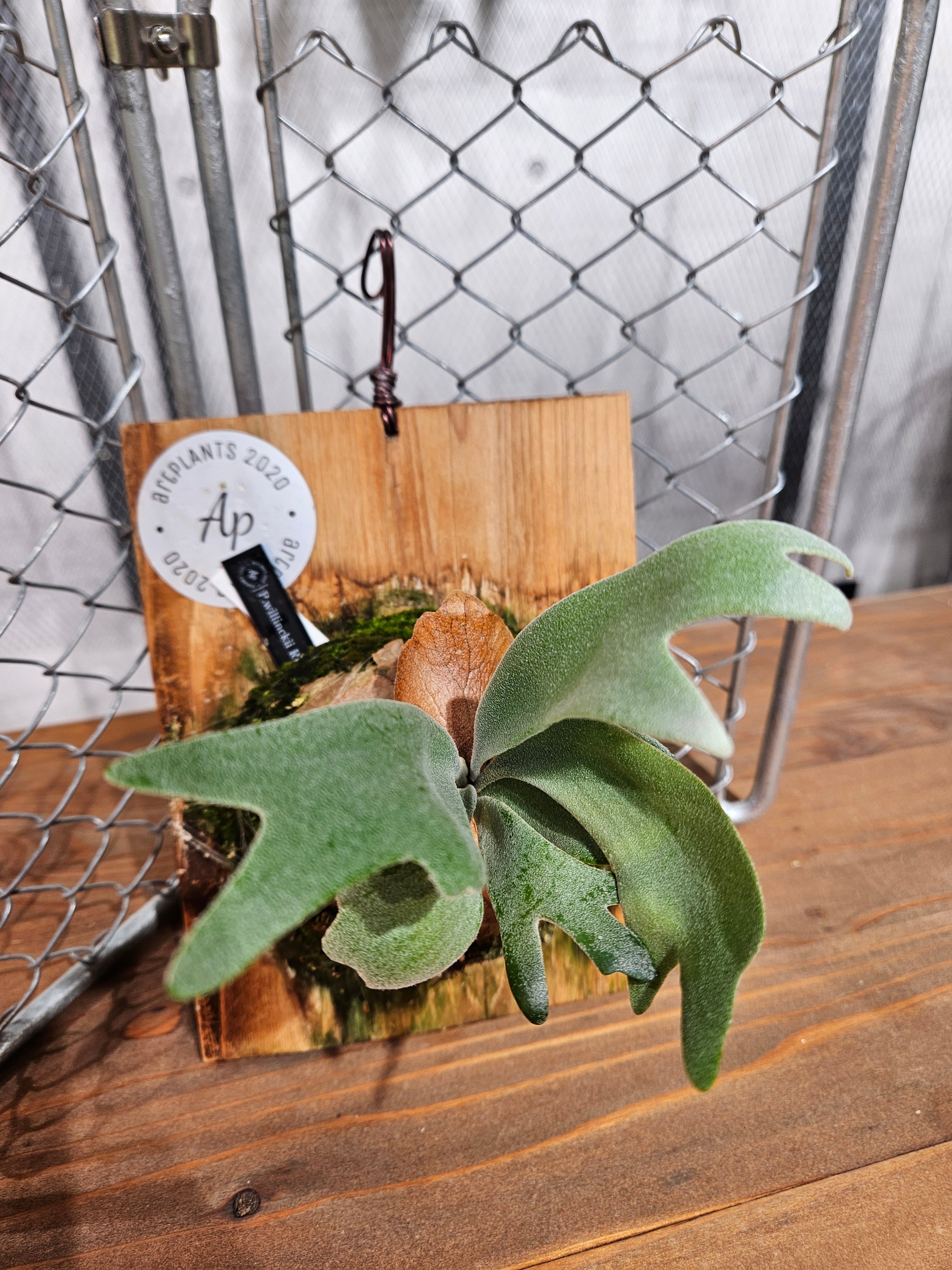 P.willinckii RU206親株 P.willinckii RU206親株