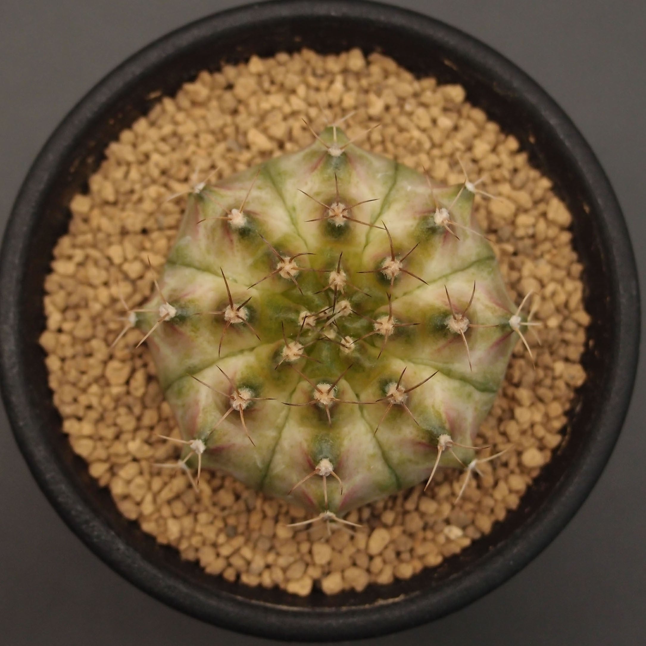 短刺象牙丸(たんしぞうげまる):コリファンタ属 (B02) ※実生 | 万緑 短刺象牙丸(たんしぞうげまる):コリファンタ属 (B02) ※実生 | 万緑