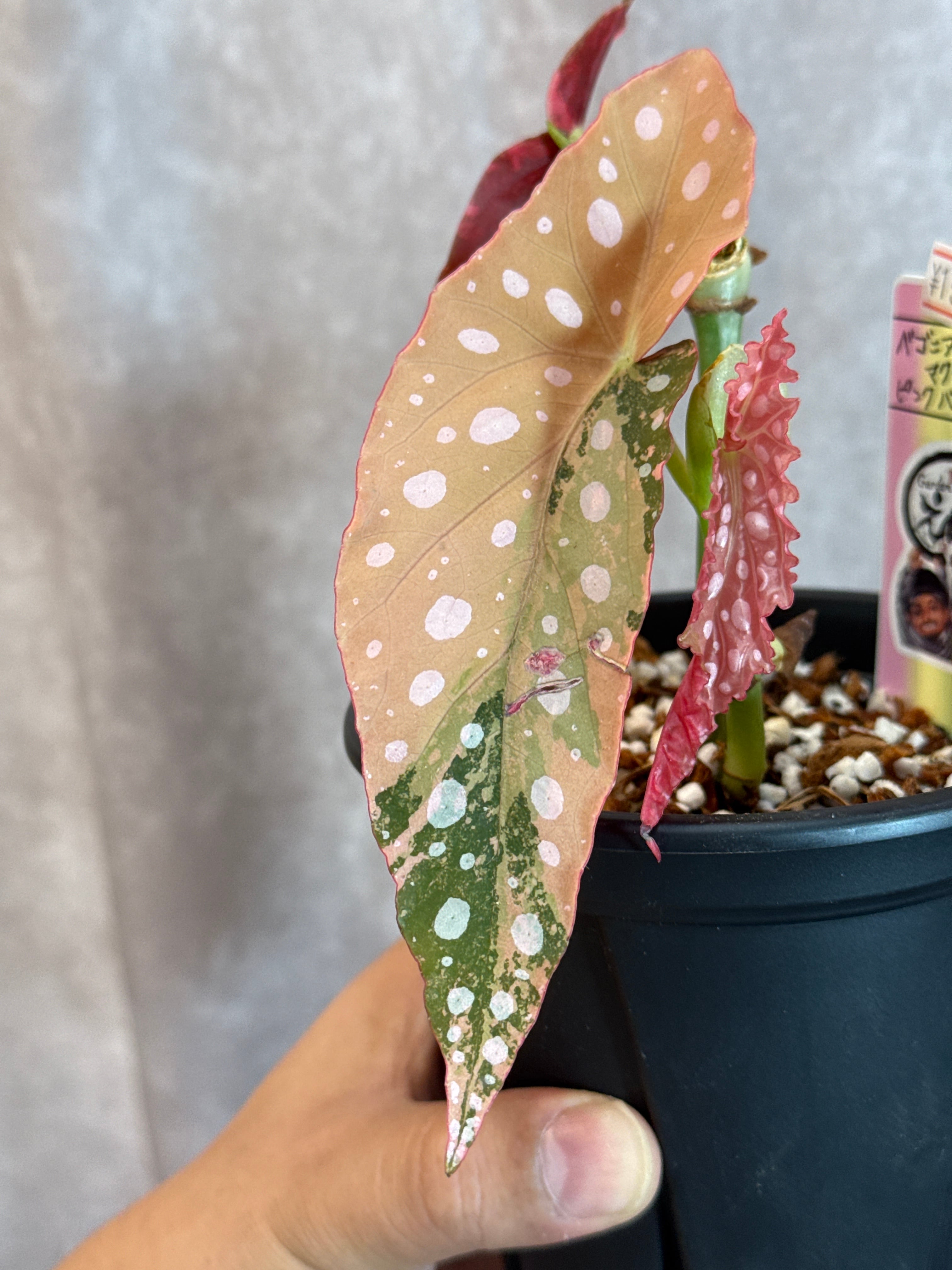 ベゴニア・ペペロミアなど | Gardenえん 【観葉熱帯植物】