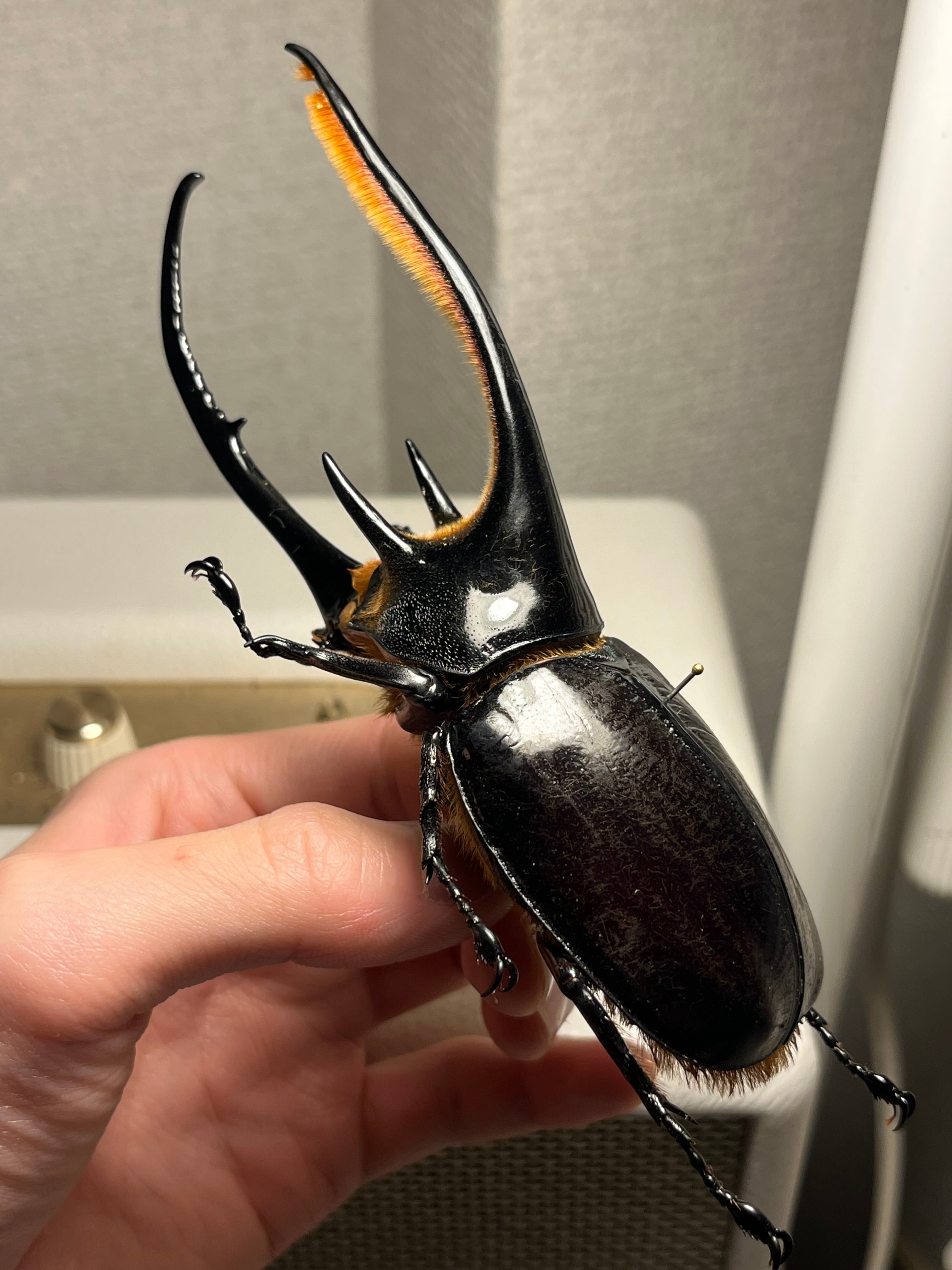 140mm】ネプチューンオオカブト 標本 Dynastes neptunus ♂ヘラクレス