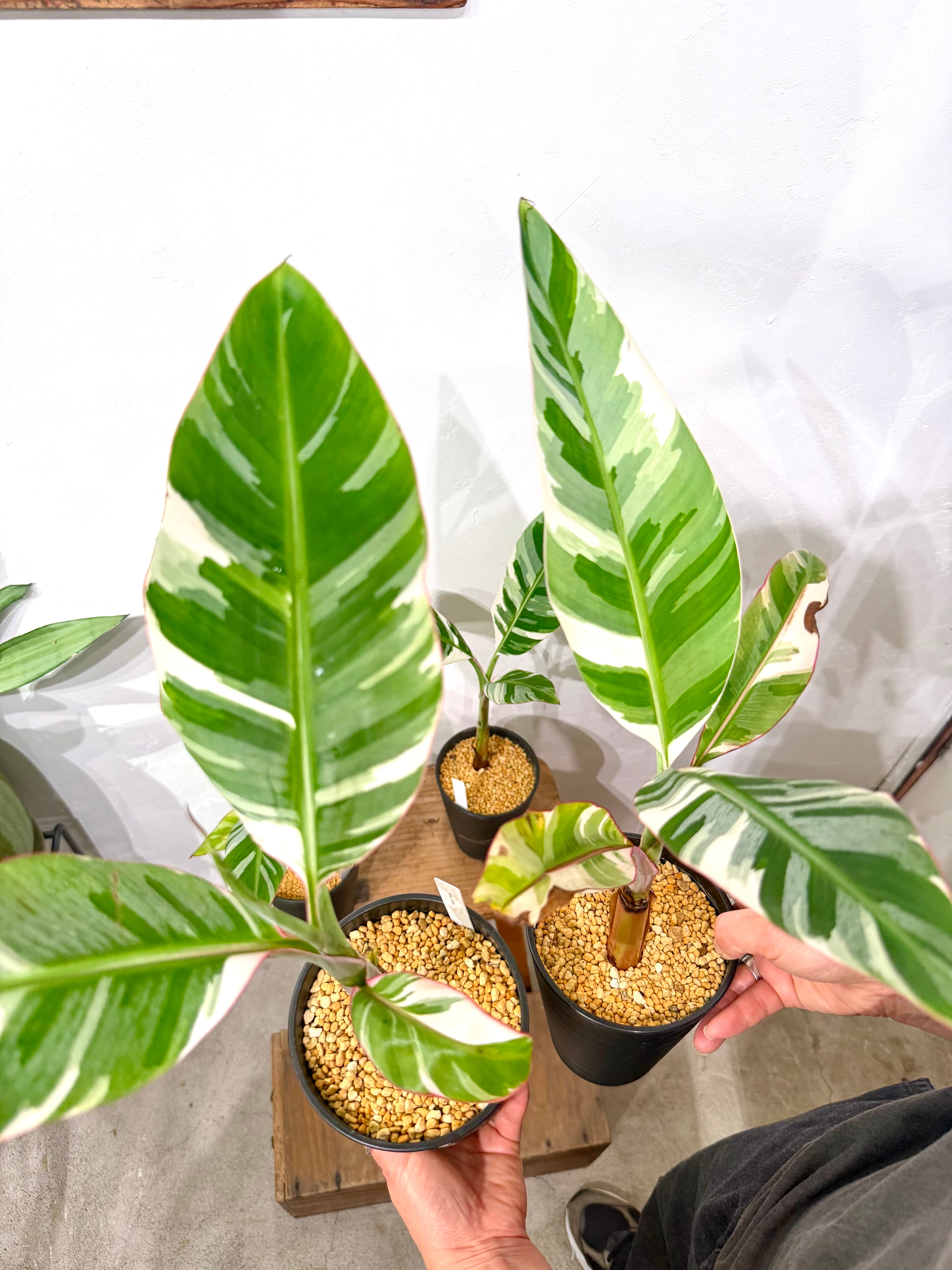 数量限定【超激レア植物E】斑入りのバナナムサアエアエ（ほとんど世に