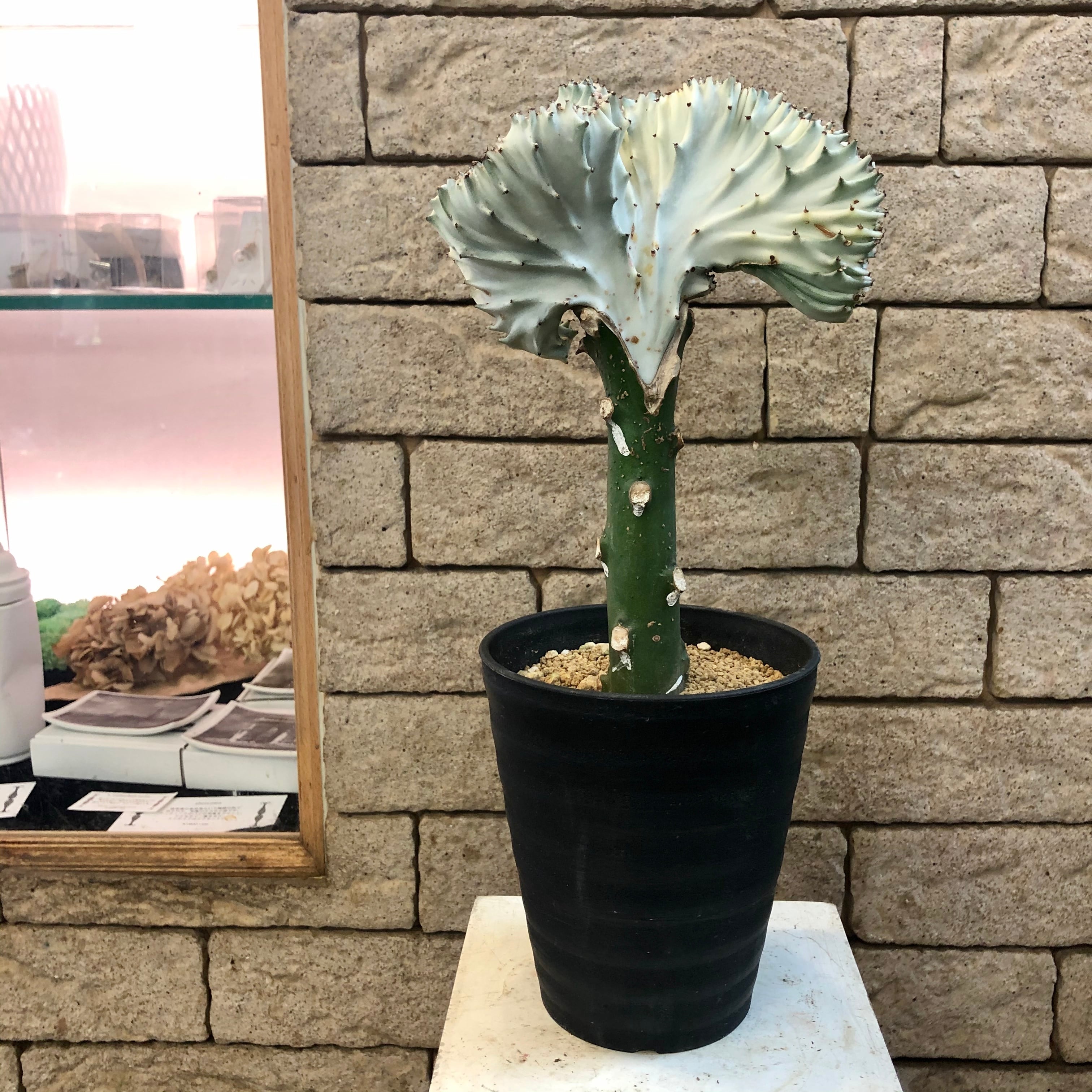 ユーホルビア ラクテア サボテン | ハルカゼフラワー