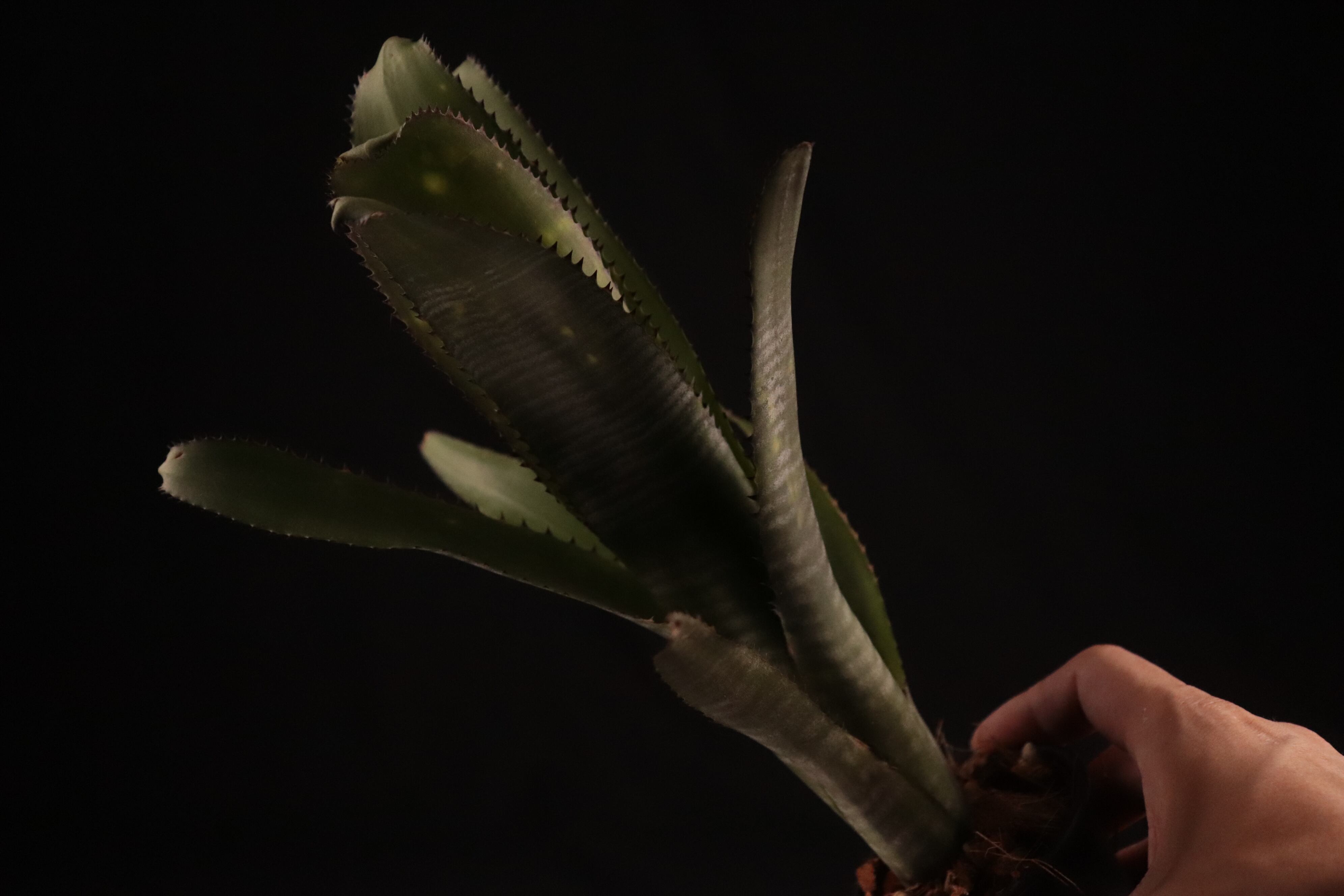 送料無料】Billbergia 'Lubra'〔ビルベルギア〕現品発送B0203 | plane