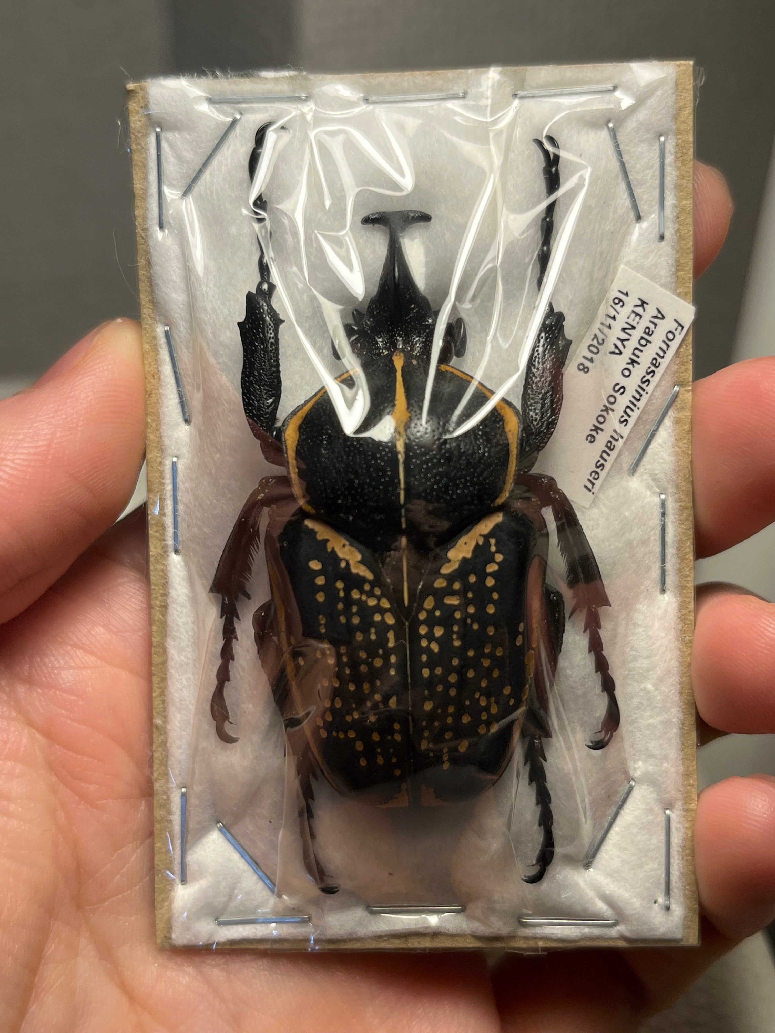 47mm♀】ラッケリーテナガカナブン 標本ウグイスコガネカメムシ