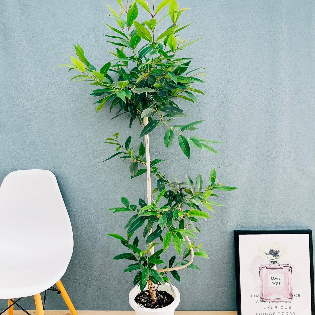 直接取引】アマゾンオリーブ 10号 h2m 植物のみ 観葉植物 アマゾン