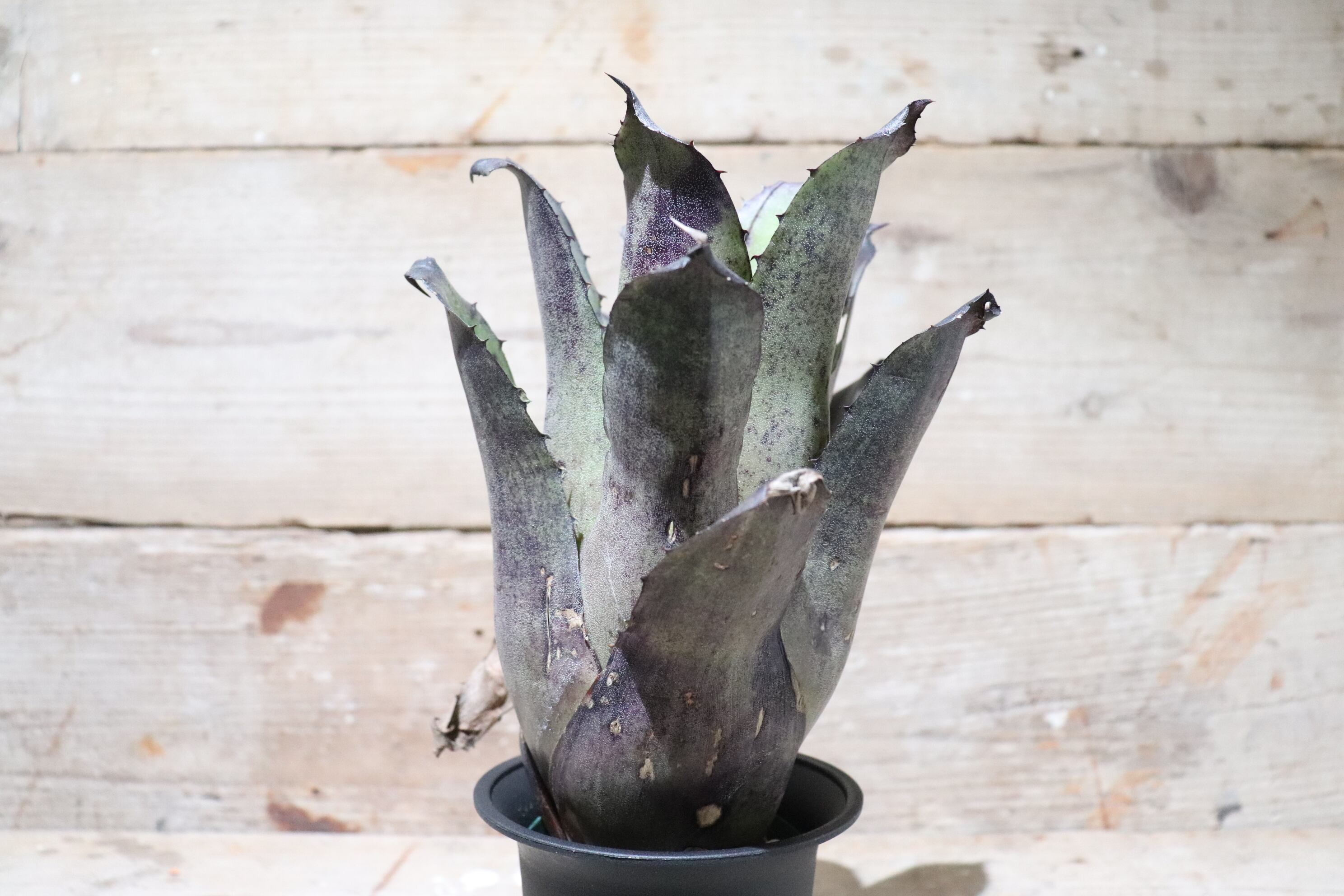 送料無料】 Hohenbergia leopoldo-horstii〔ホヘンベルギア〕現品発送