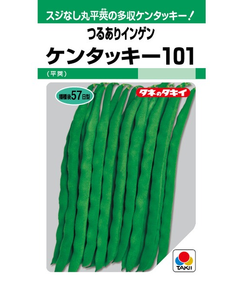インゲン「ケンタッキー101」（MF） 画像