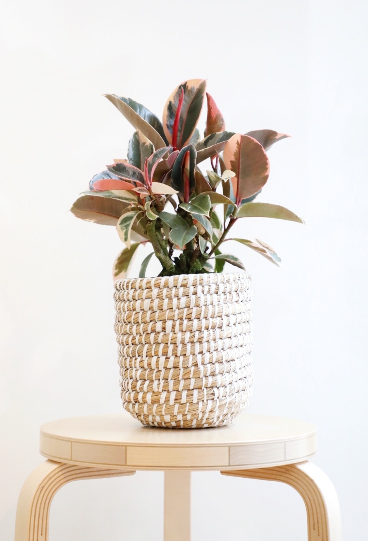 【M】フィカス ティネケ/Ficus