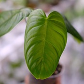 フィロデンドロン テヌー / Philodendron tenue⑥ / 観葉植物