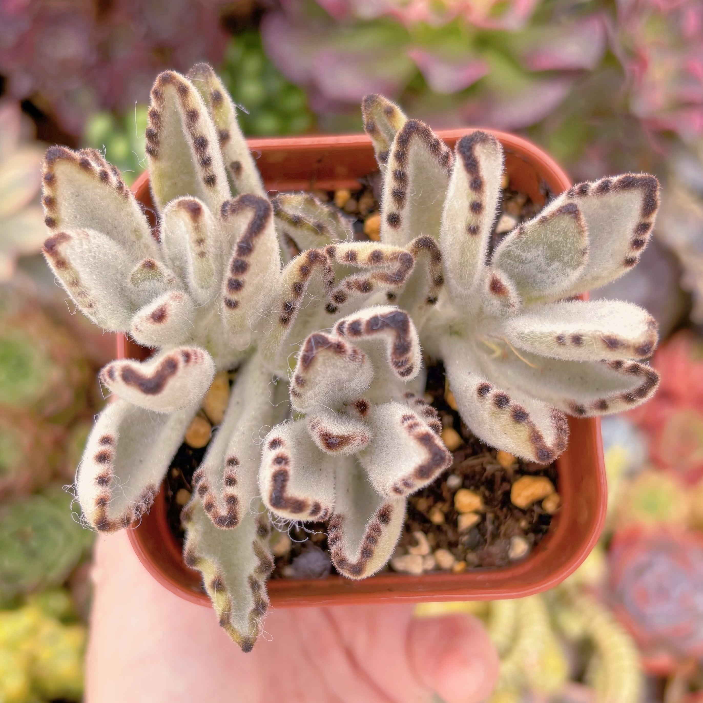 現品　月兎耳#B45　るる農園