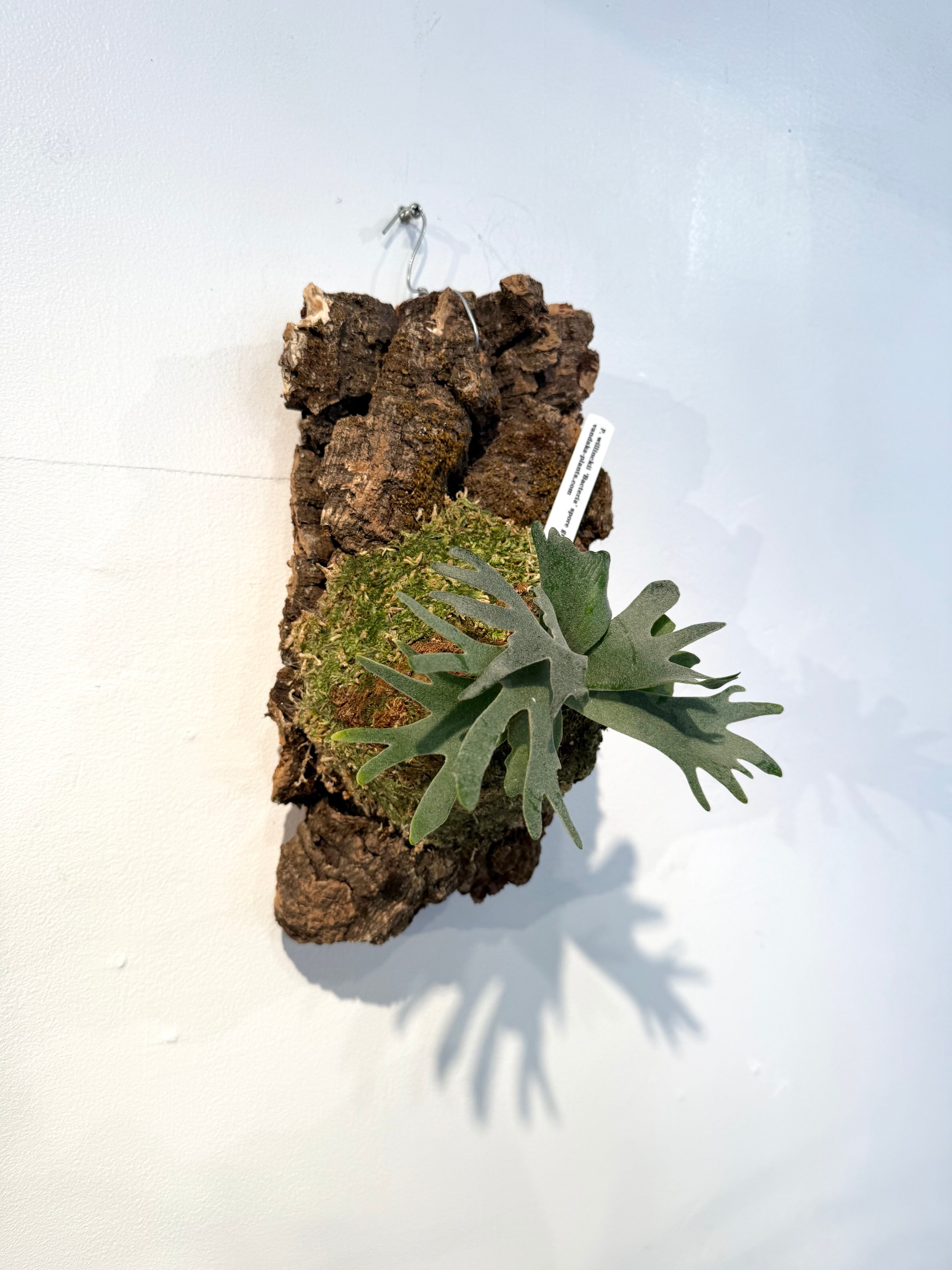 Platycerium P. willinckii 'Bacteria' spore 23 willinckii