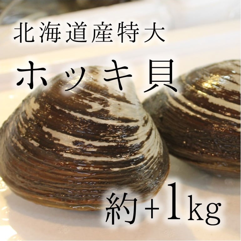 活けホッキ貝 北海道産 計1kg(約500g/個x2) 豊洲直送 高級貝類 北寄貝 ウバガイ【ホッキ貝1K(2個)】 冷蔵