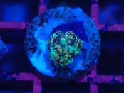 【一ヶ月熟成】Discosoma WaterMelon  12