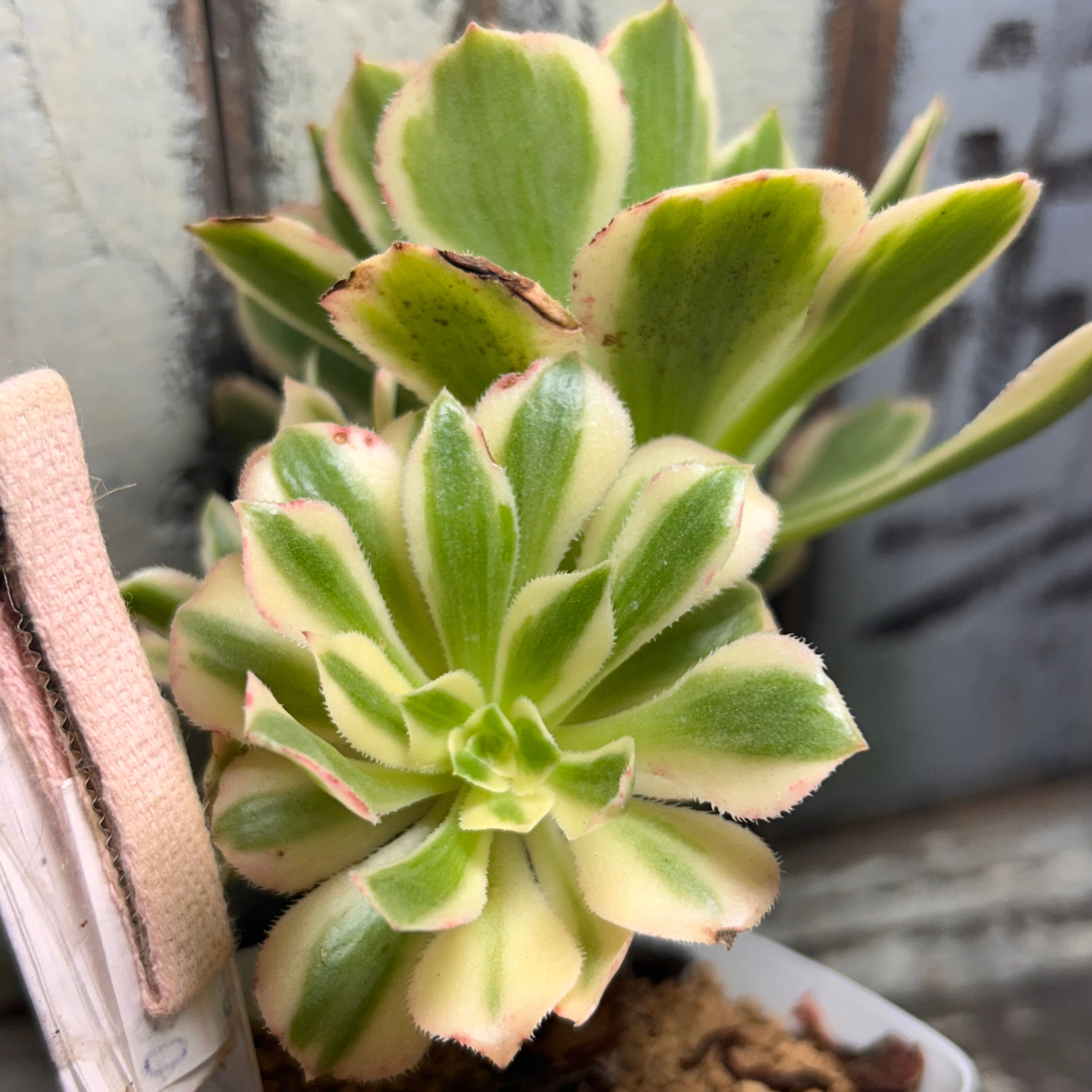 グリーンカシミヤ錦 アエオニウム | RuPo 多肉植物専門店