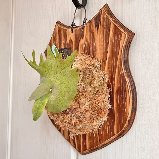 ビカクシダ ウィリンキー 板付 【観葉植物 室内 コウモリラン】