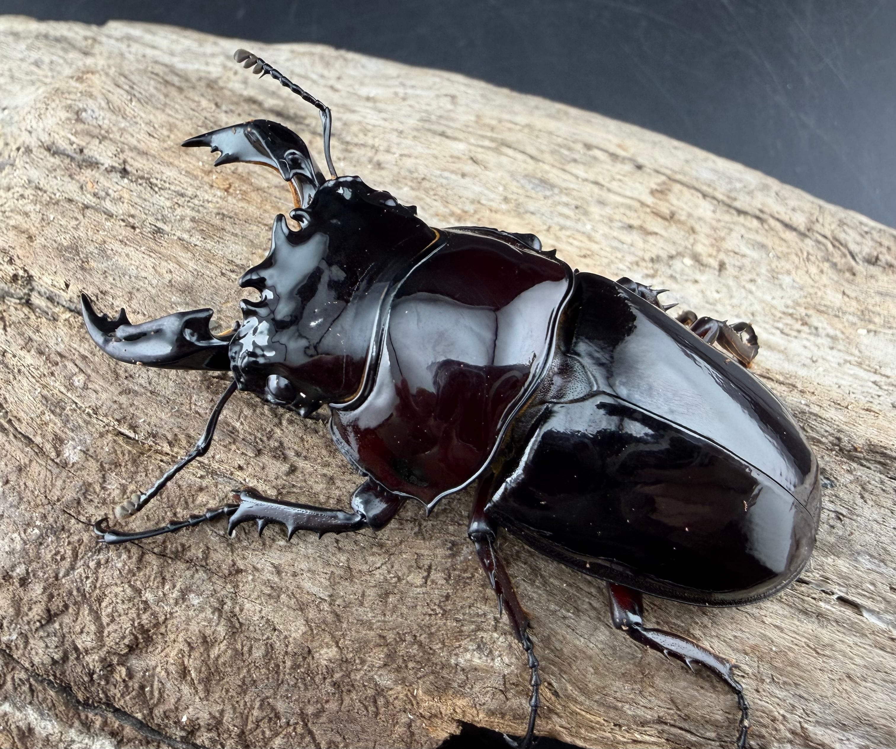 赤レギウスオオツヤクワガタ 66.5mm ♂単》 | KPW公式オンラインショップ