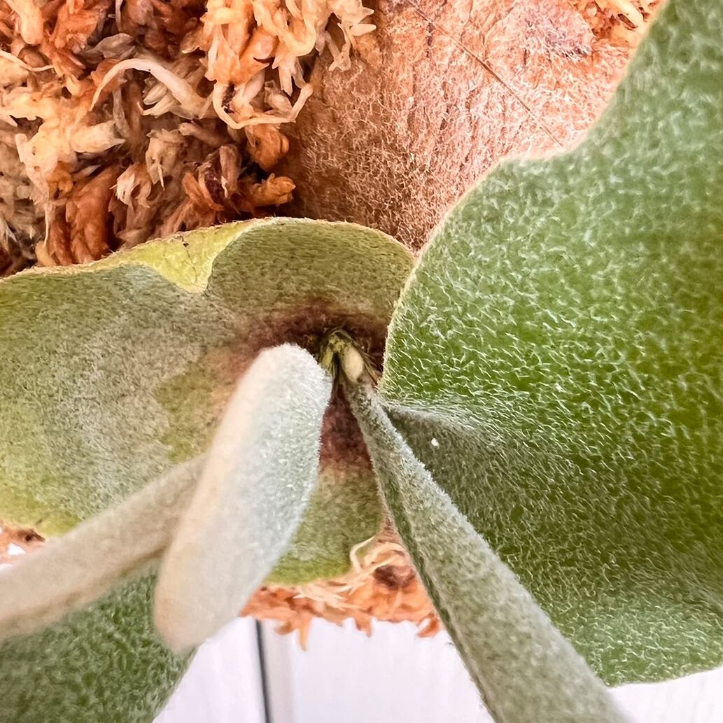 ビカクシダ レモイネイ 板付 【観葉植物 室内 コウモリラン】 | PAY ID