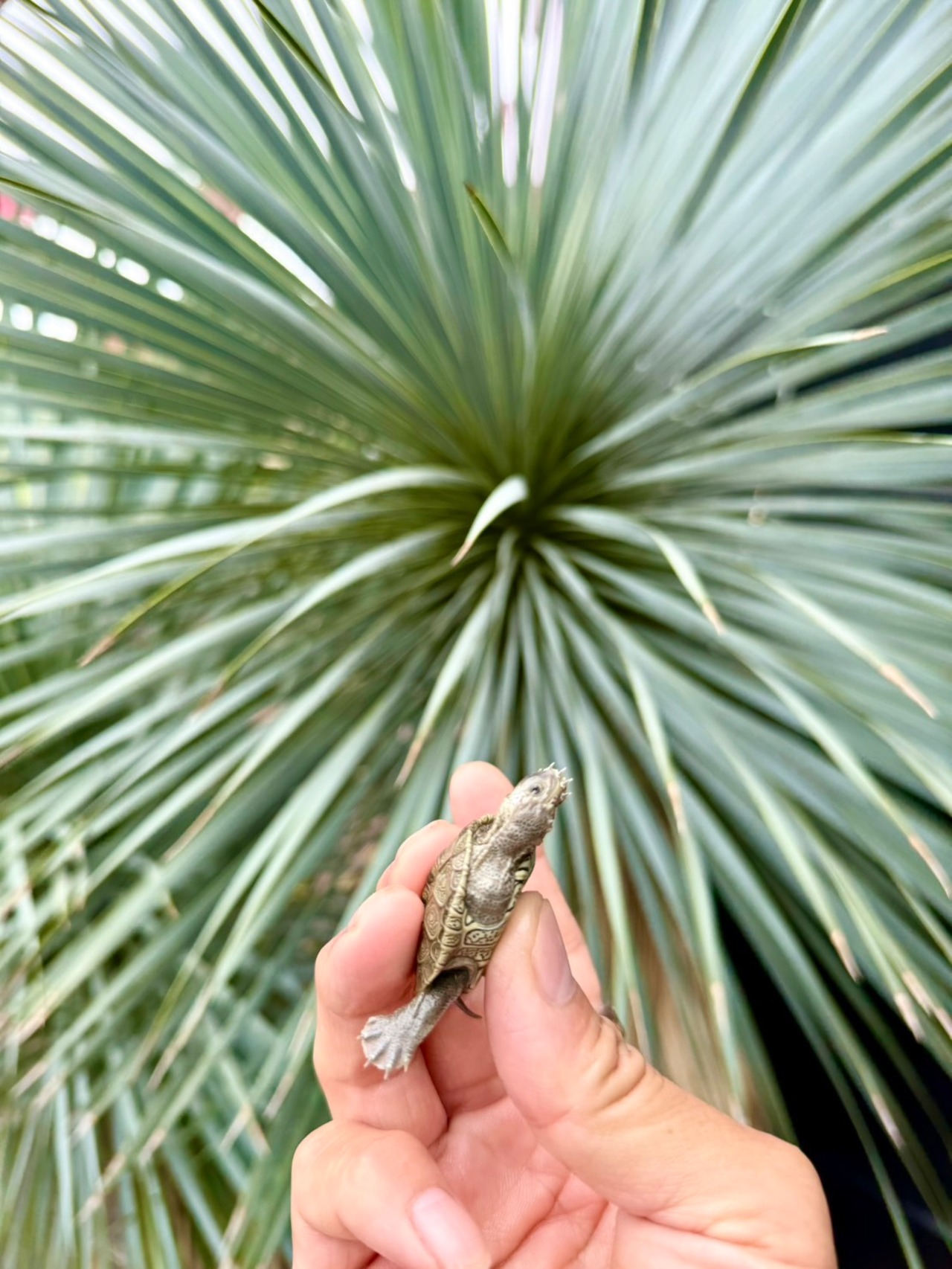 カロリナダイヤモンドバックテラピン（USA CB）❷ - 5