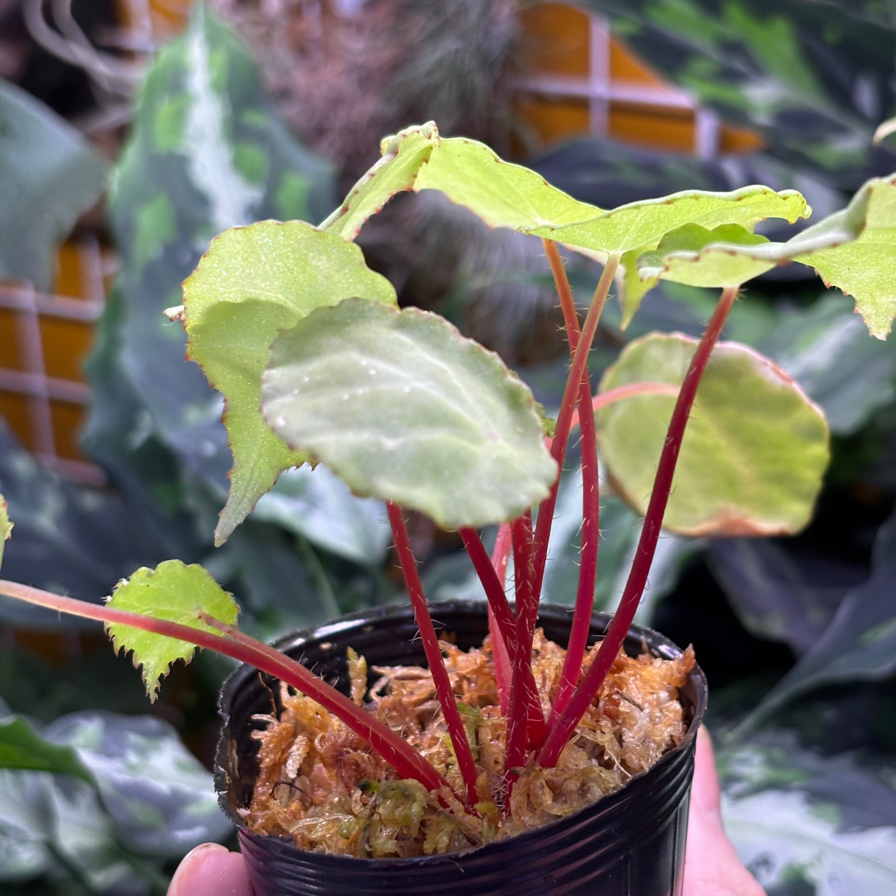 Begonia sp. Gabon 原種ベゴニア | 熱帯雨林植物専門店 トイ吉園芸