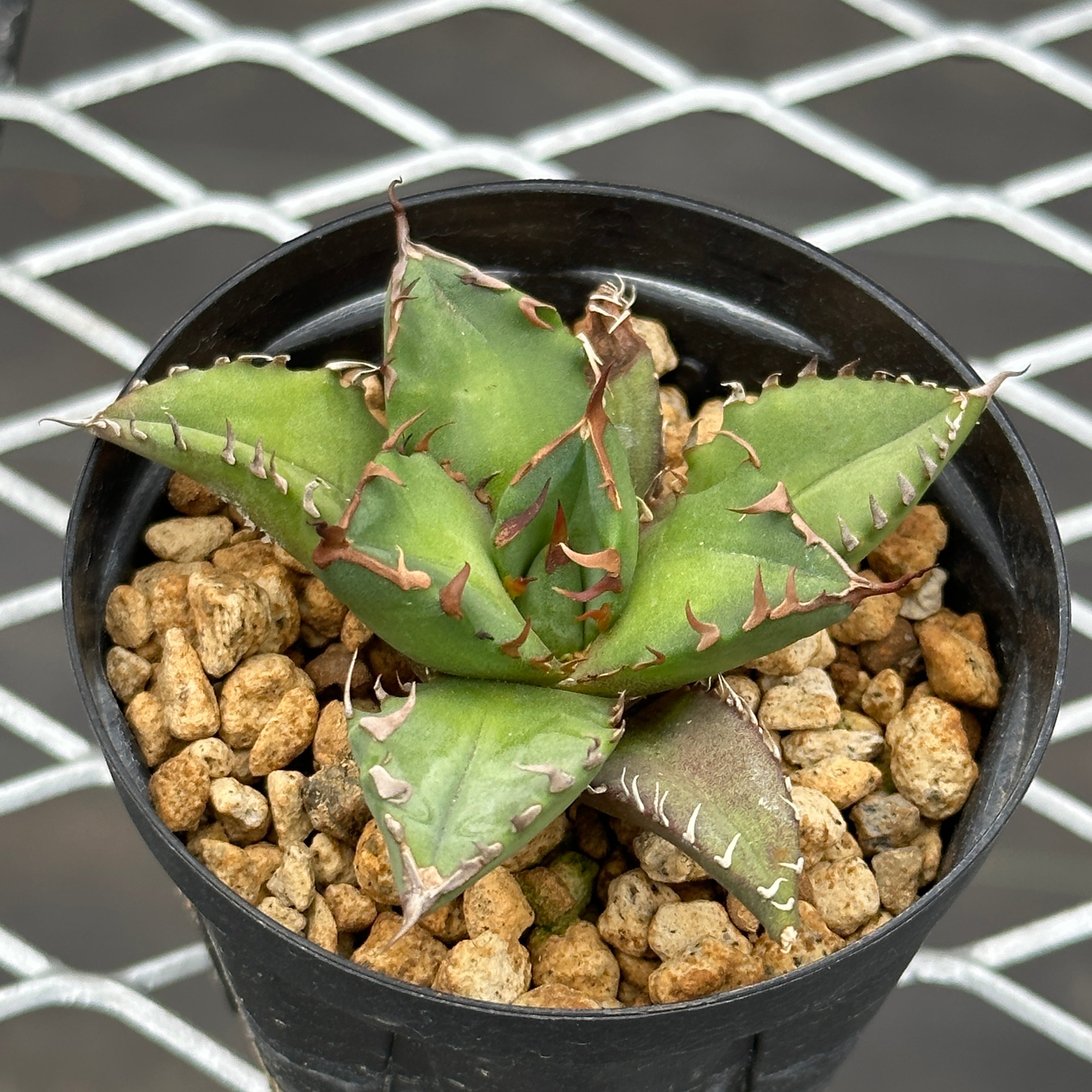 台湾産 アガベ 姫厳龍 胴切り天 台湾産 アガベ 姫厳龍 胴切り天