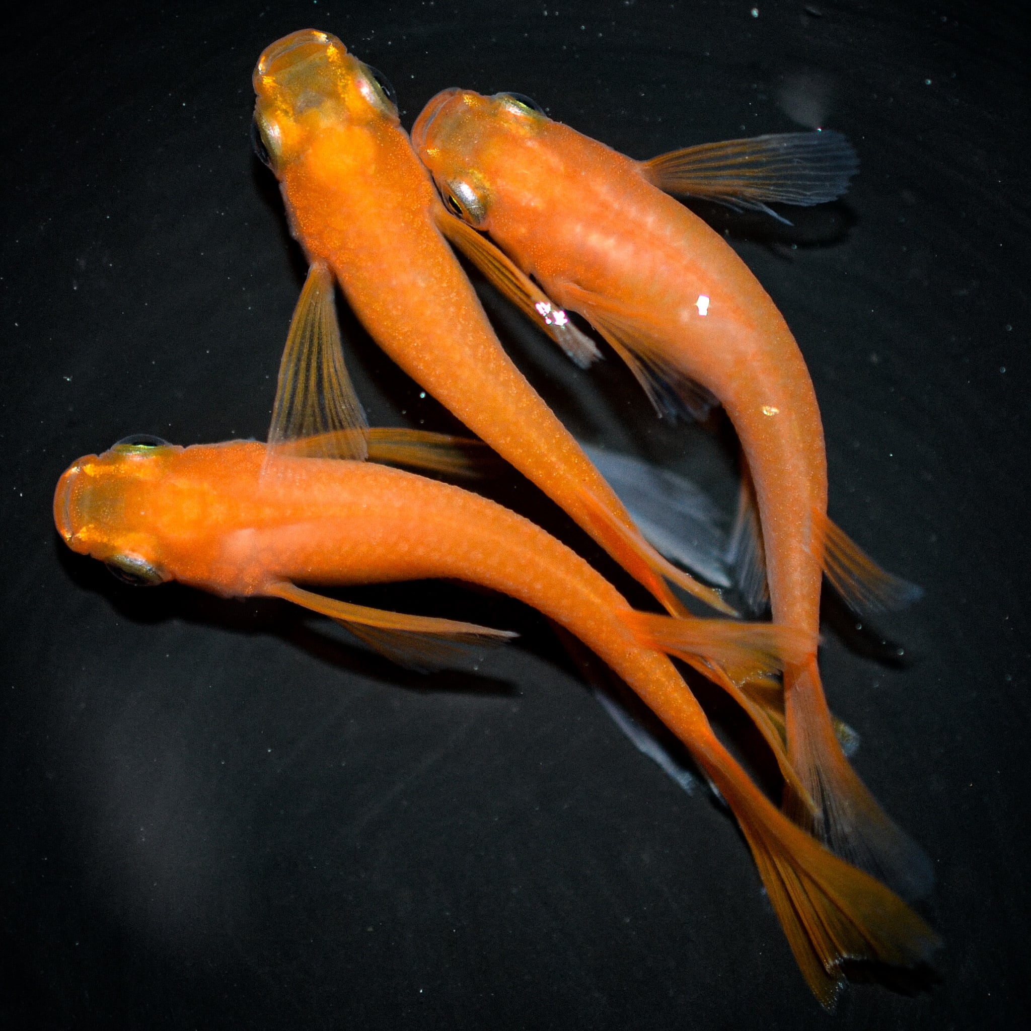 現物出品 - 花魁 ユリシス Yahoo!オークション 「丸長」魚類、水生生物