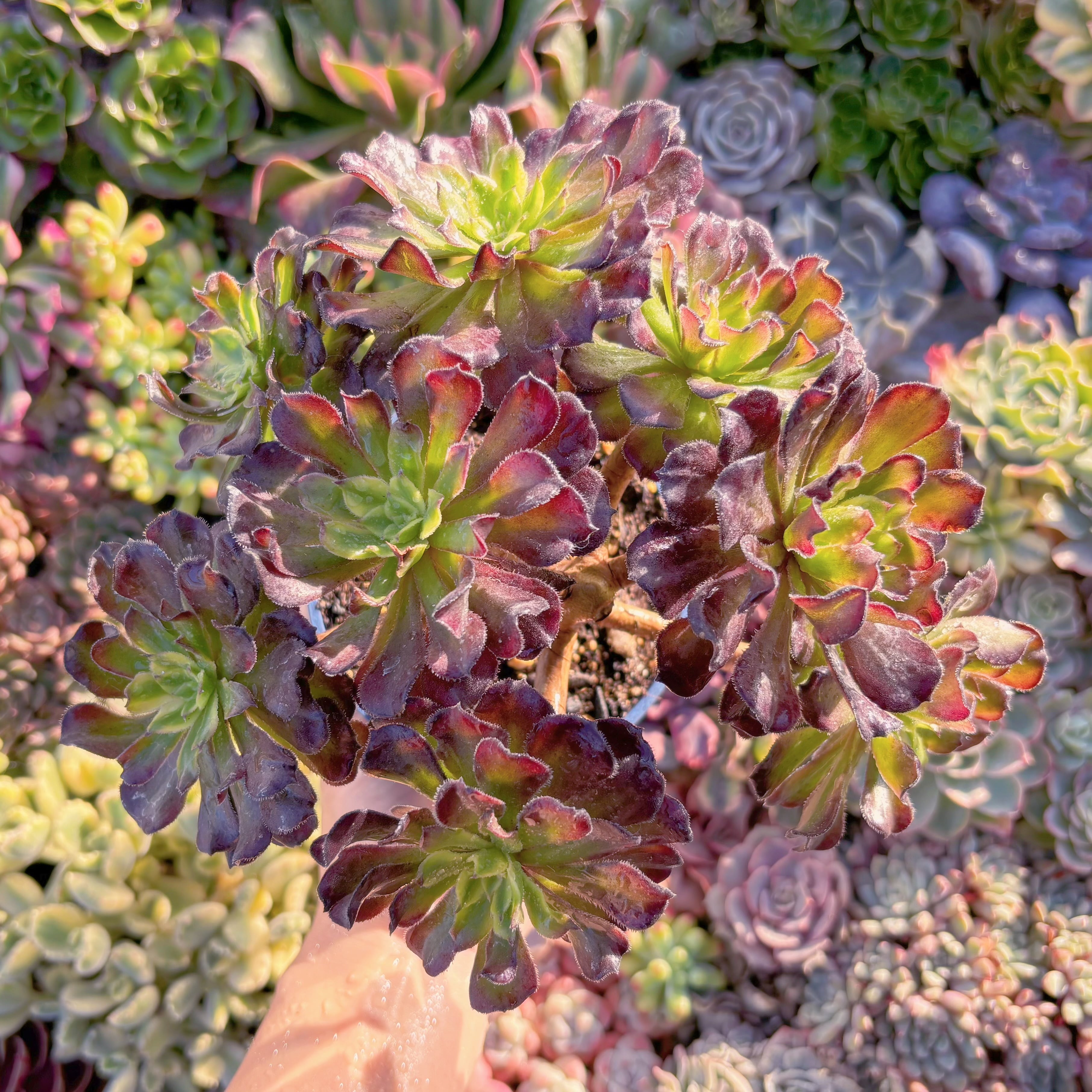 現品　新品種　フェラーリ#M230　特大群生　直径約20cm　るる農園